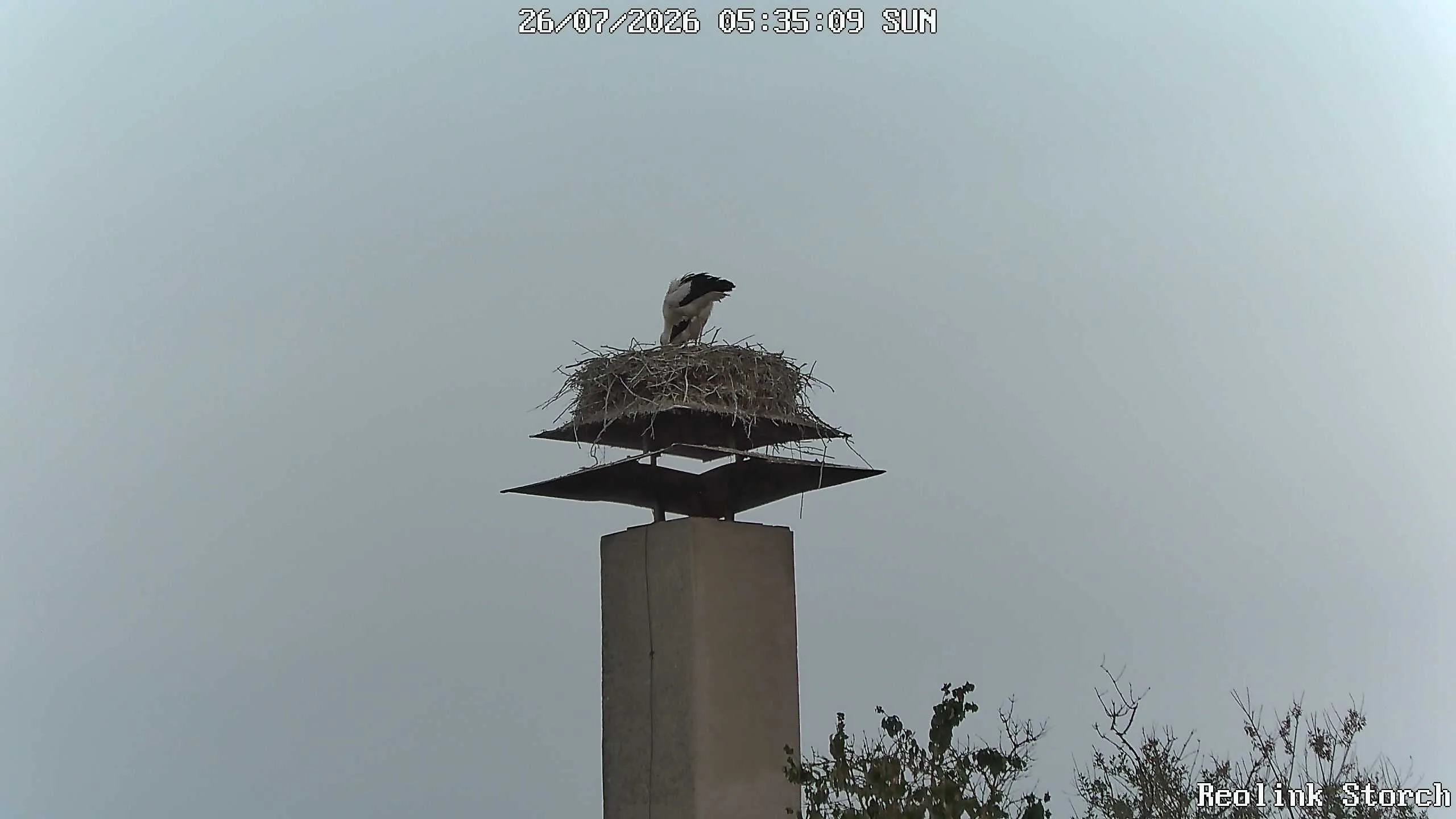 Storchencam Bild