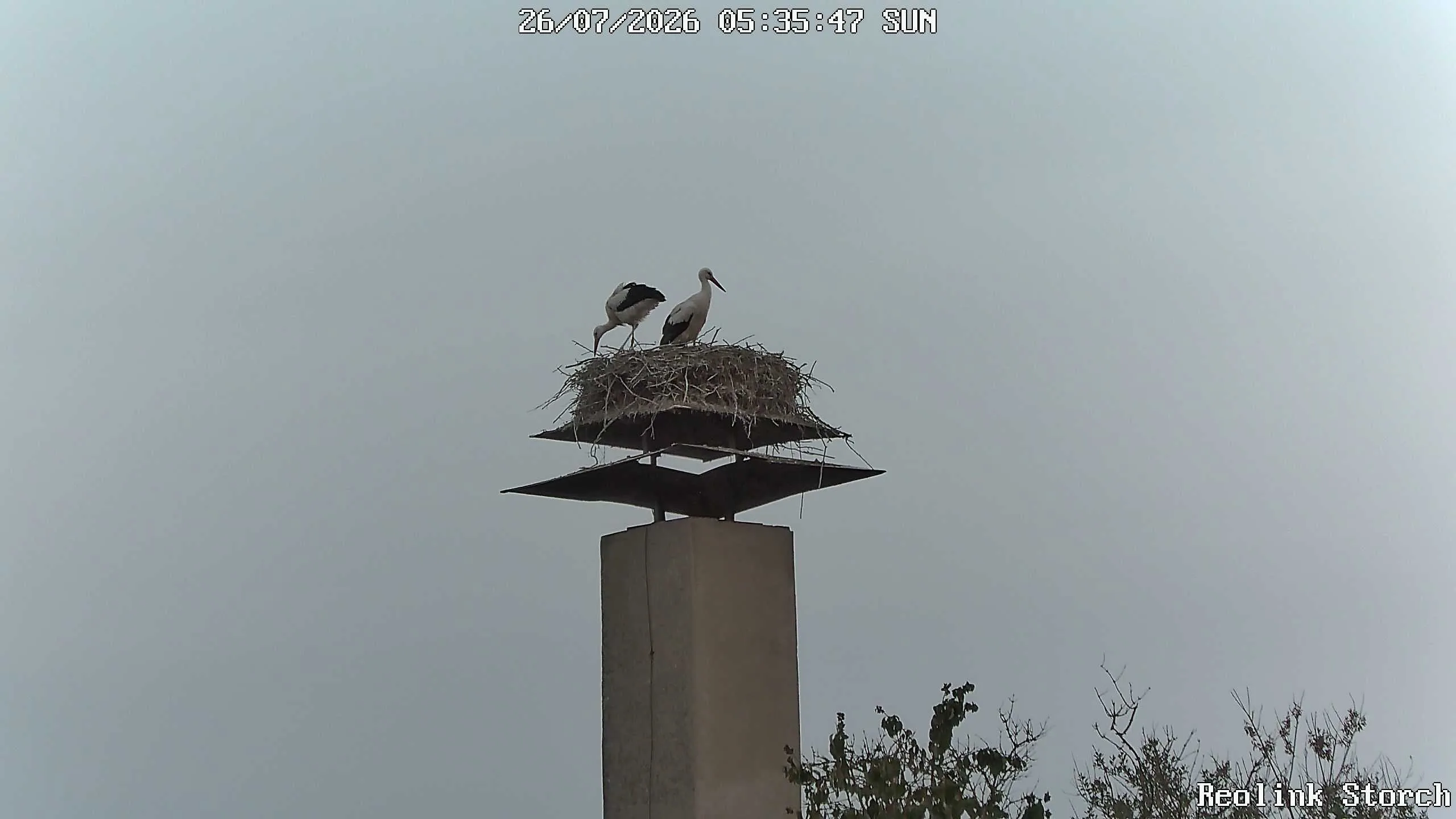 Storchencam Bild