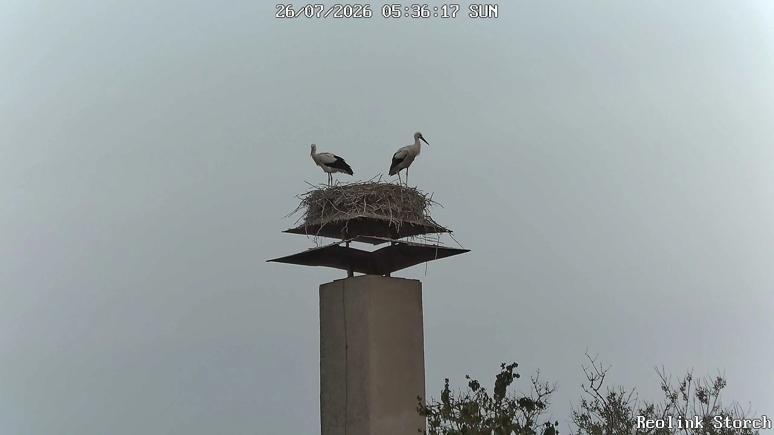Storchencam Bild