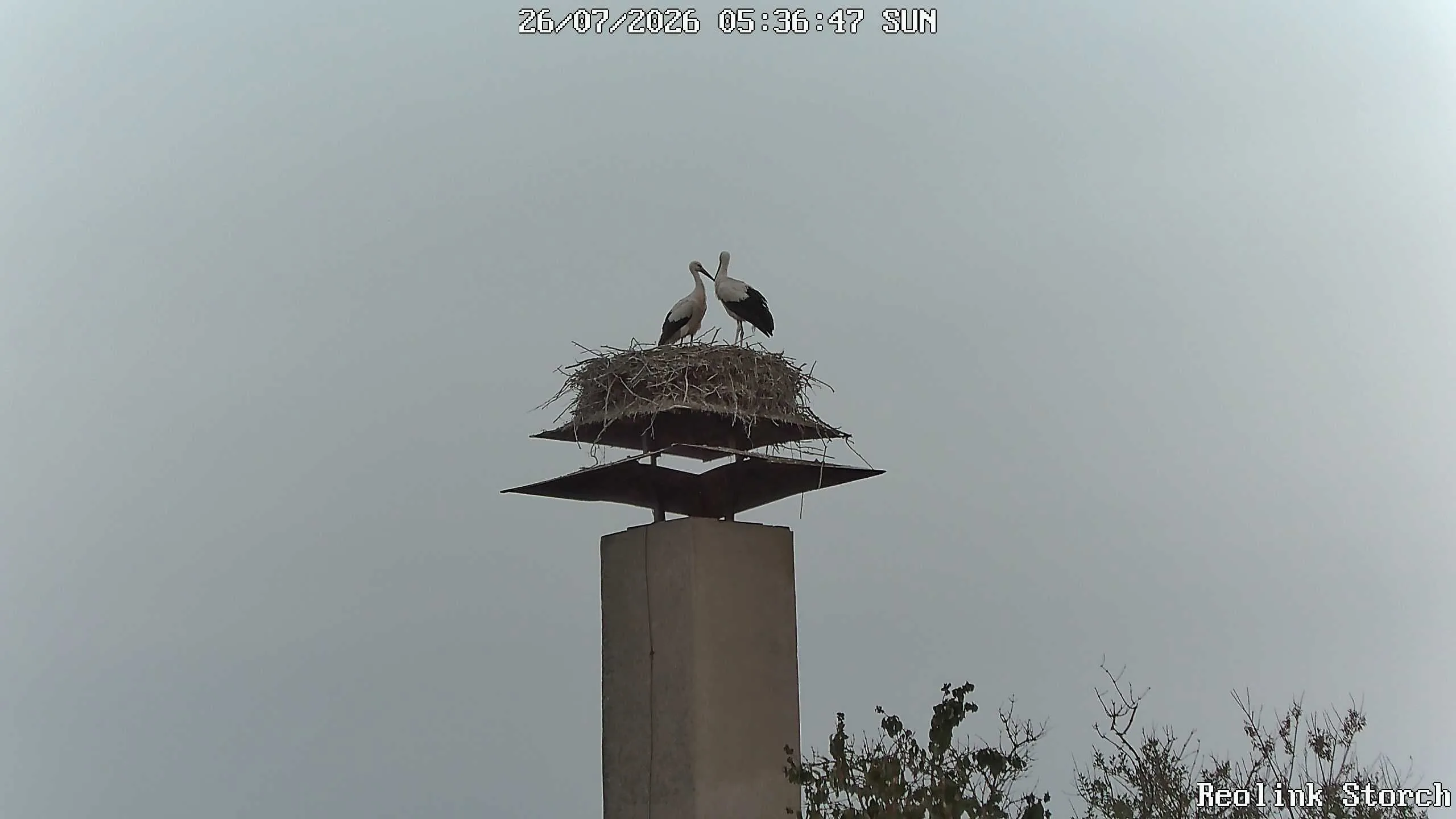 Storchencam Bild