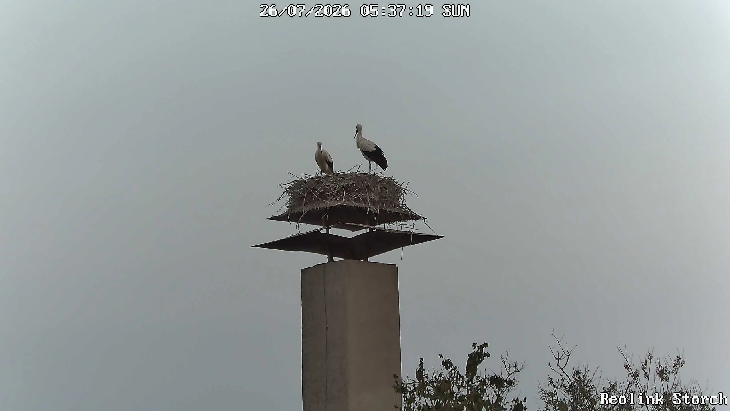 Storchencam Bild