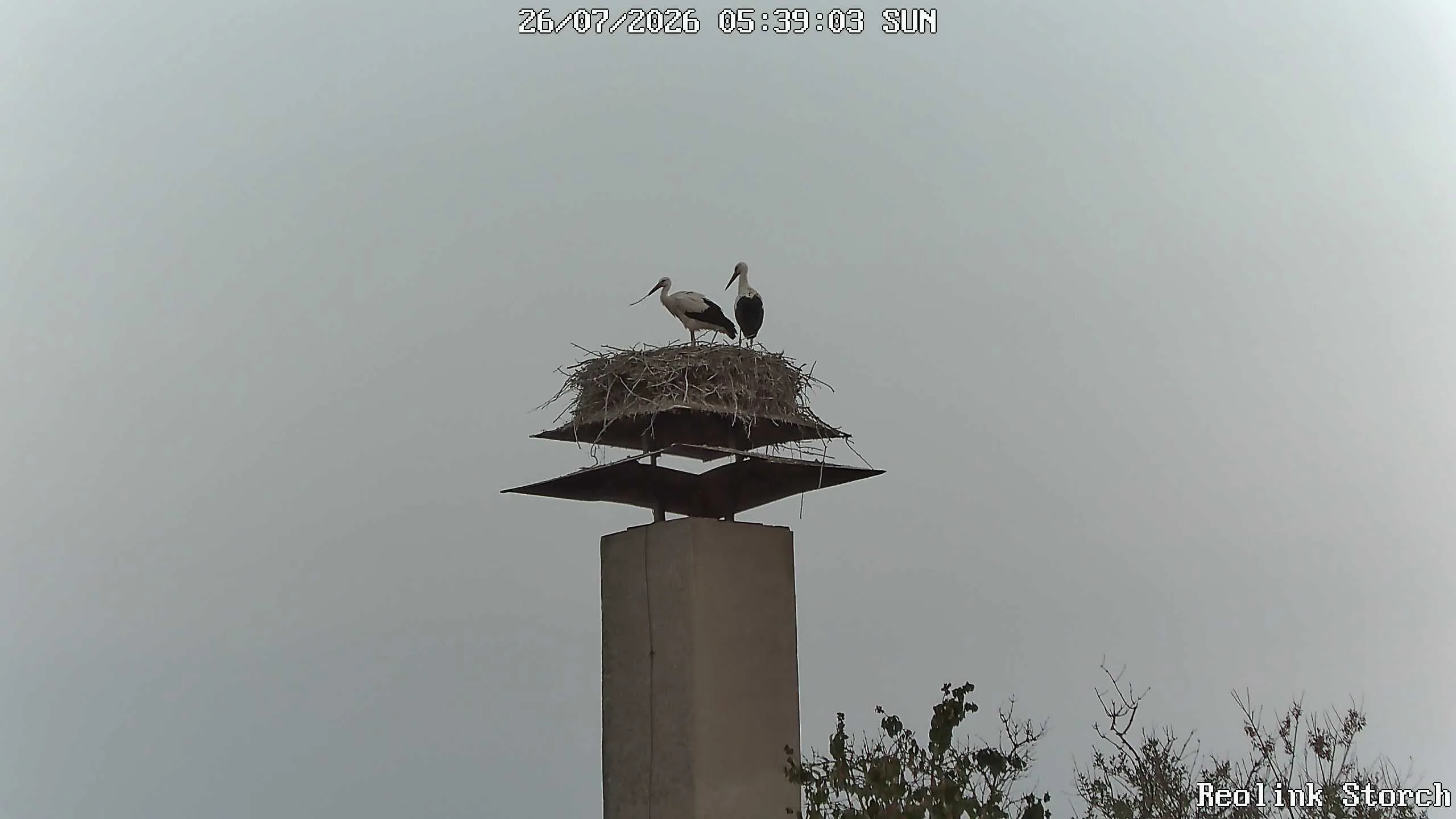 Storchencam Bild