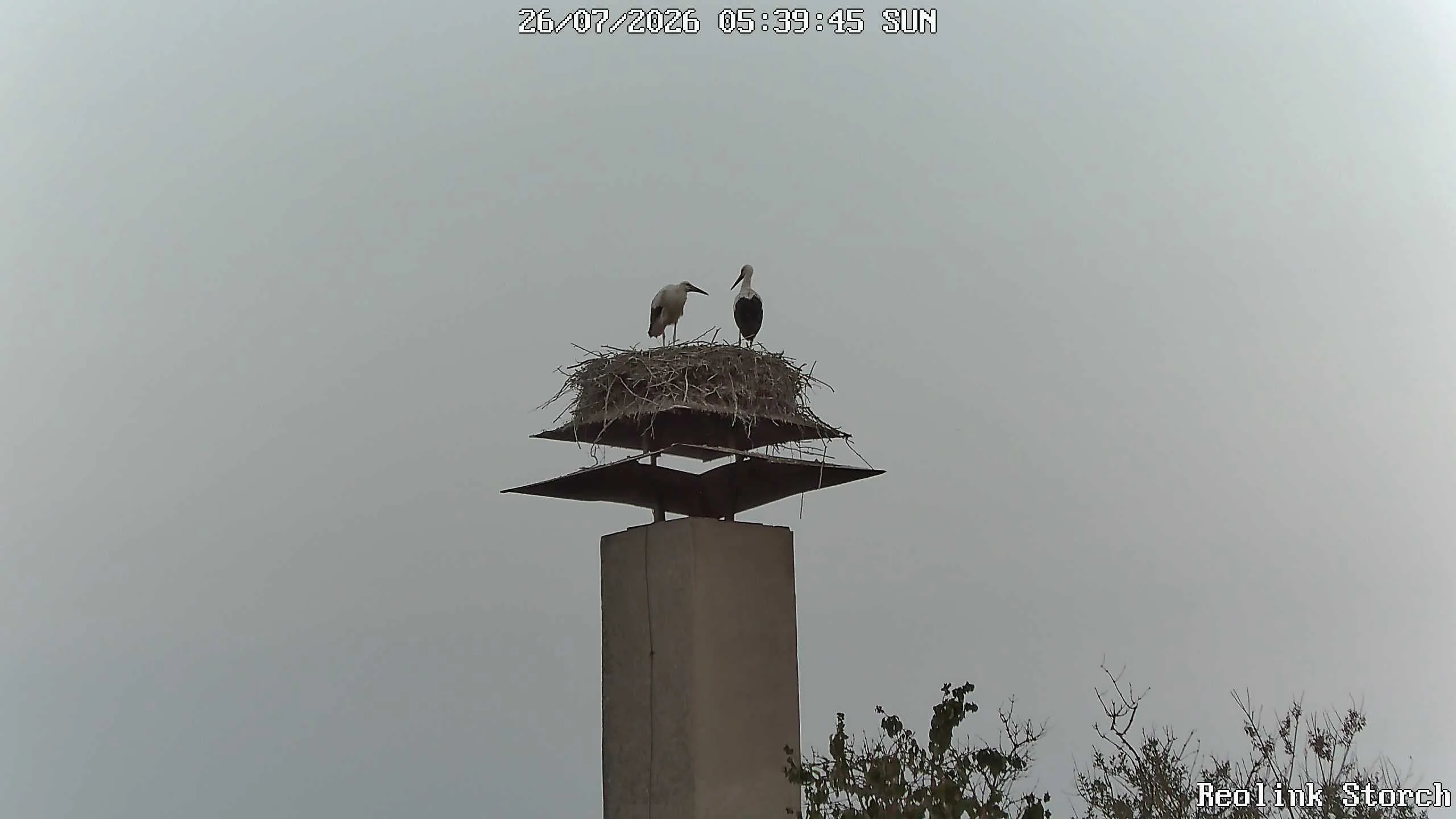 Storchencam Bild