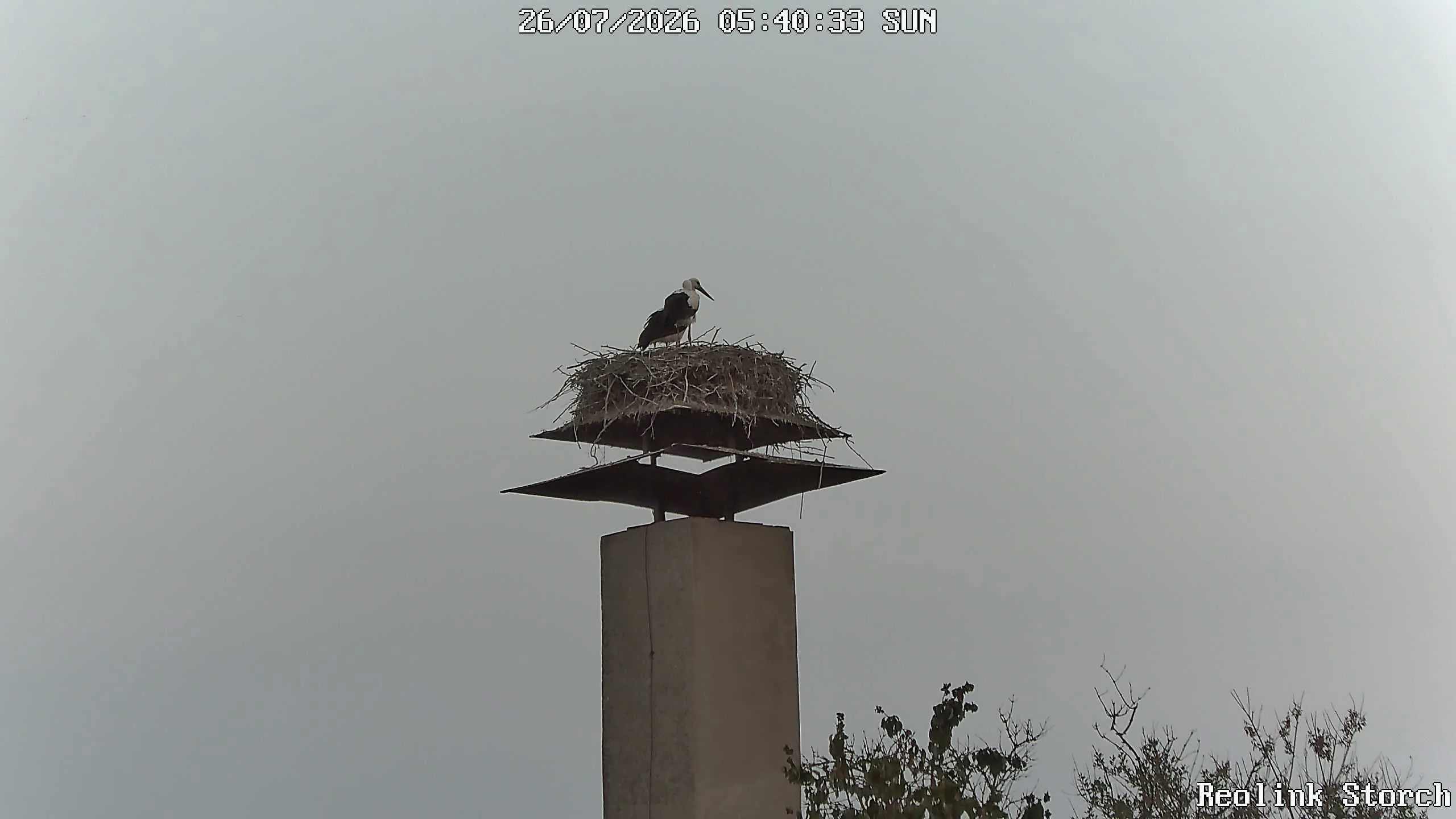 Storchencam Bild