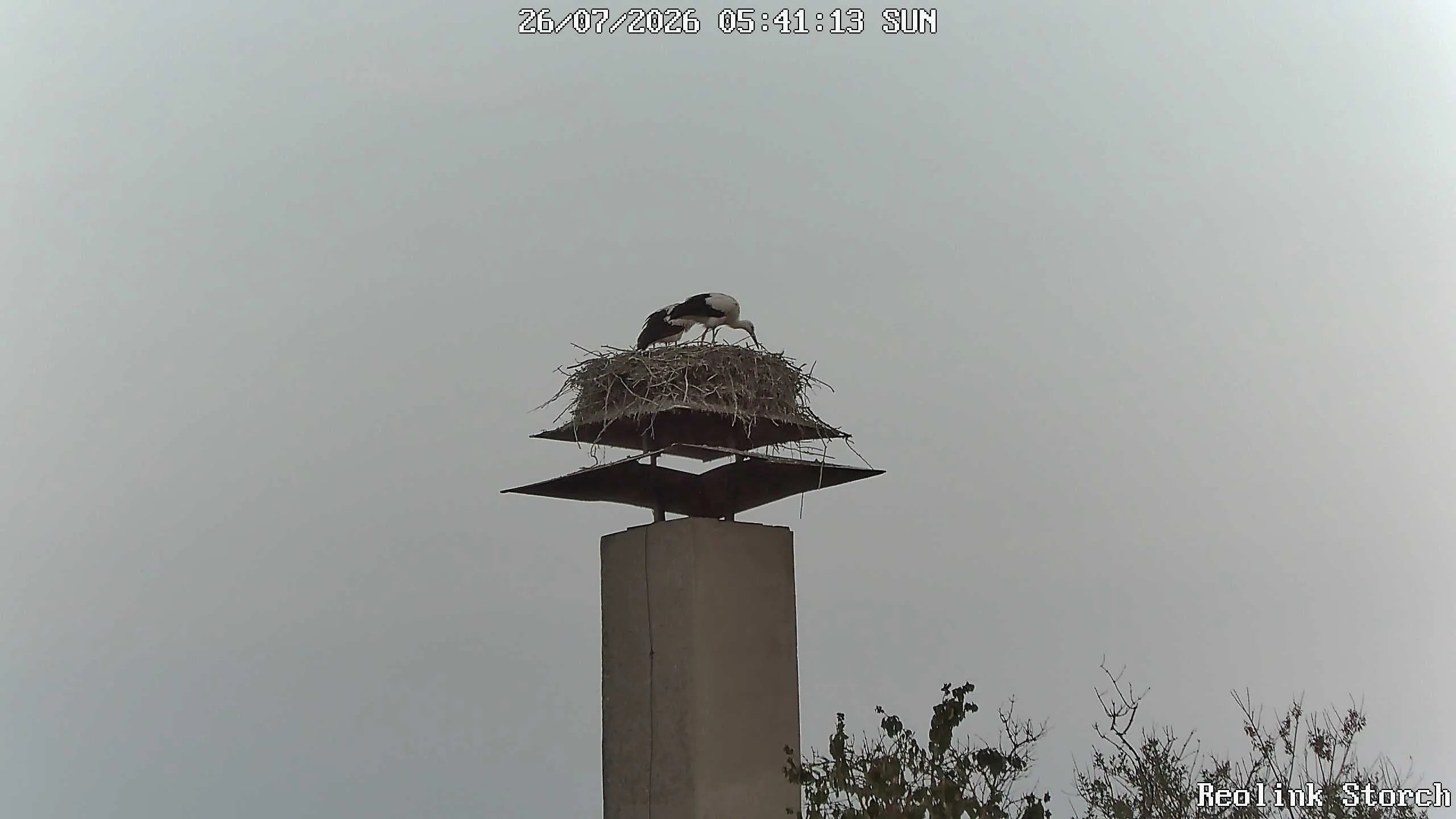 Storchencam Bild
