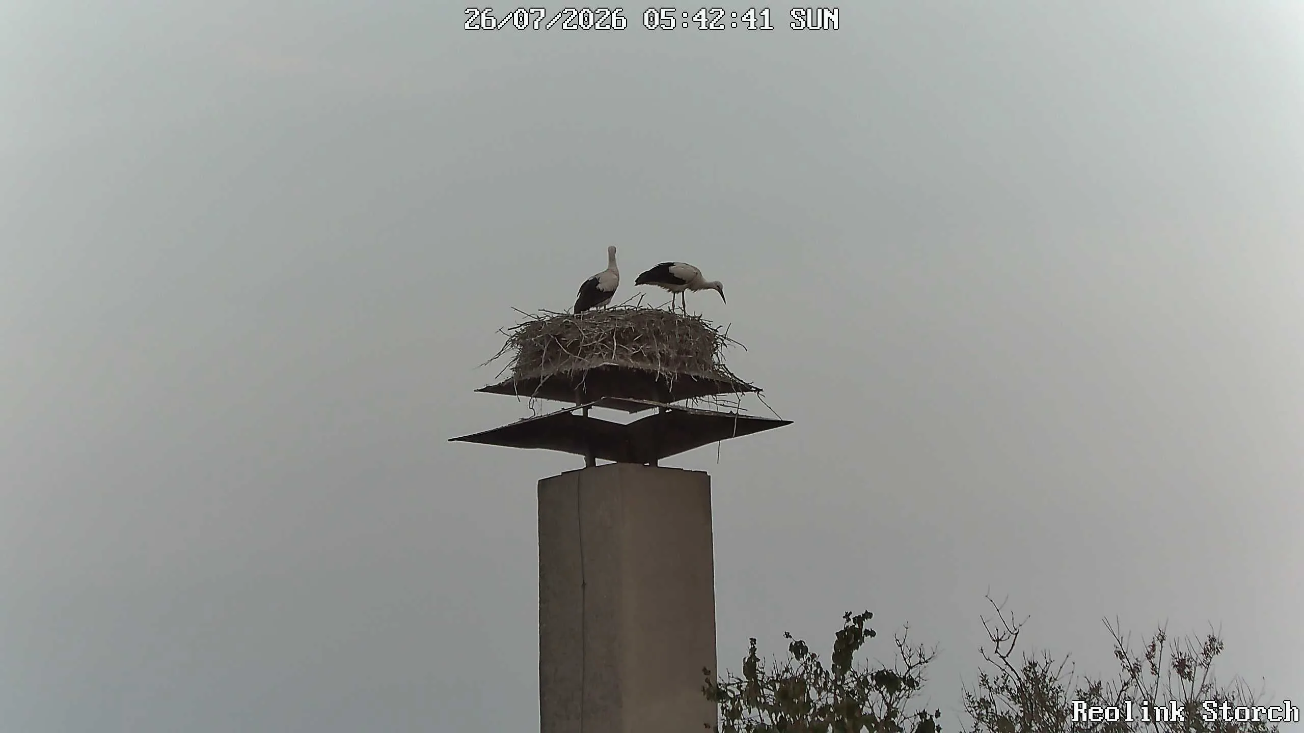 Storchencam Bild