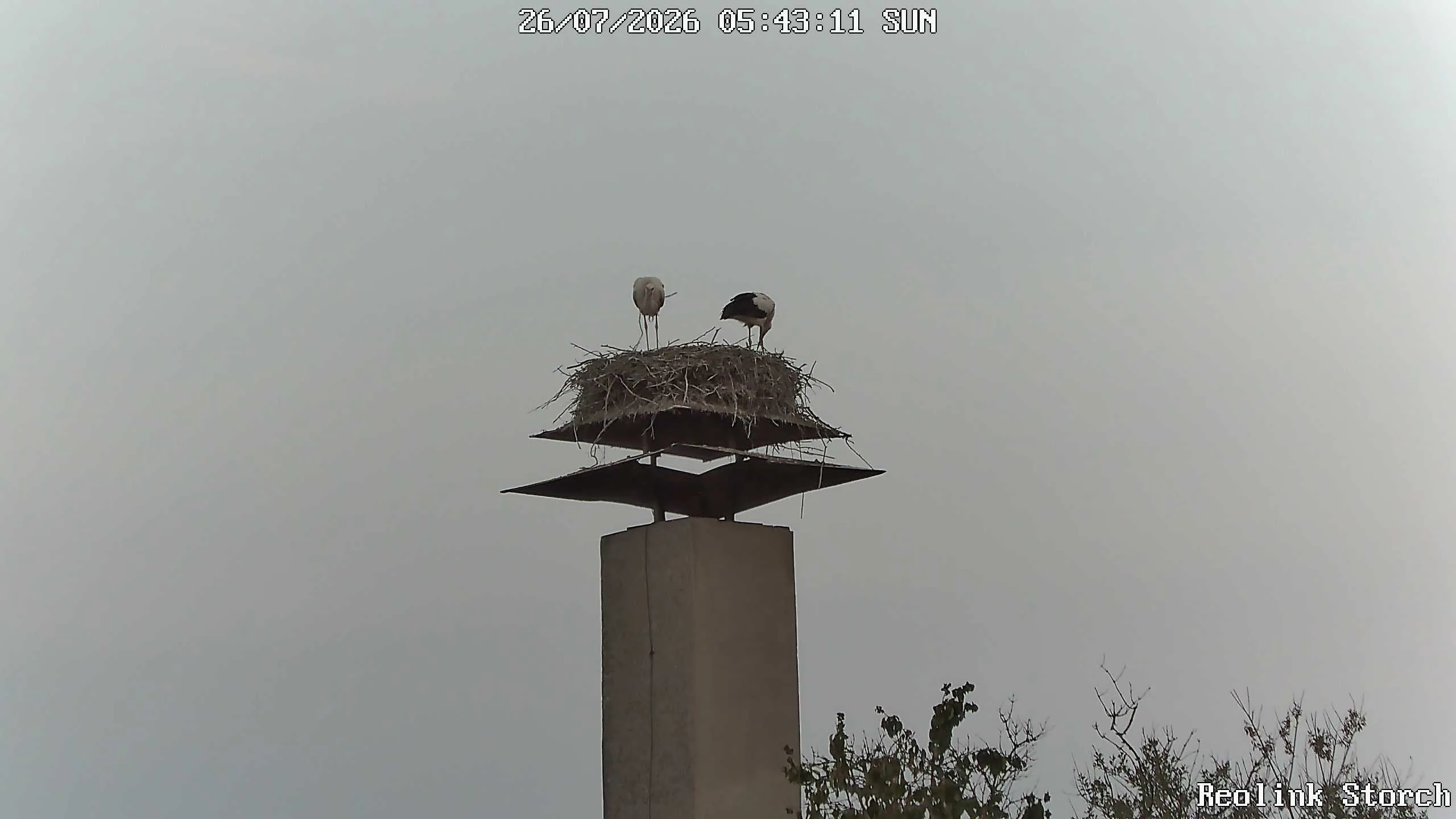 Storchencam Bild