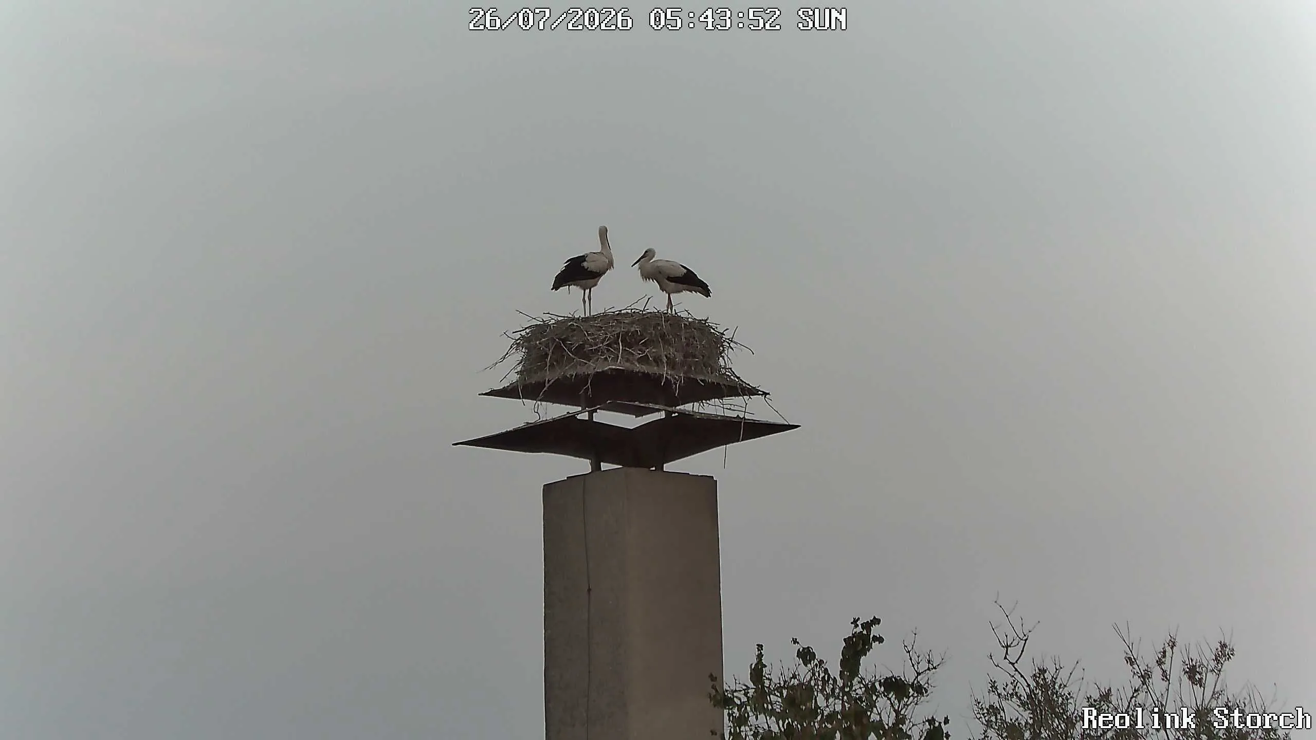 Storchencam Bild