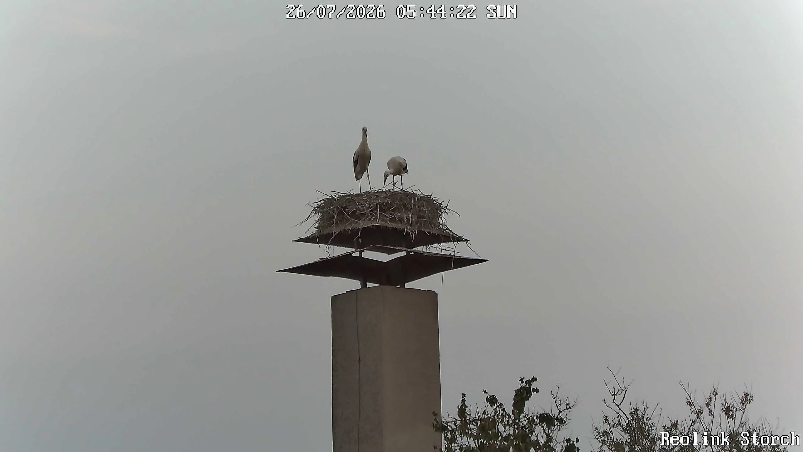 Storchencam Bild