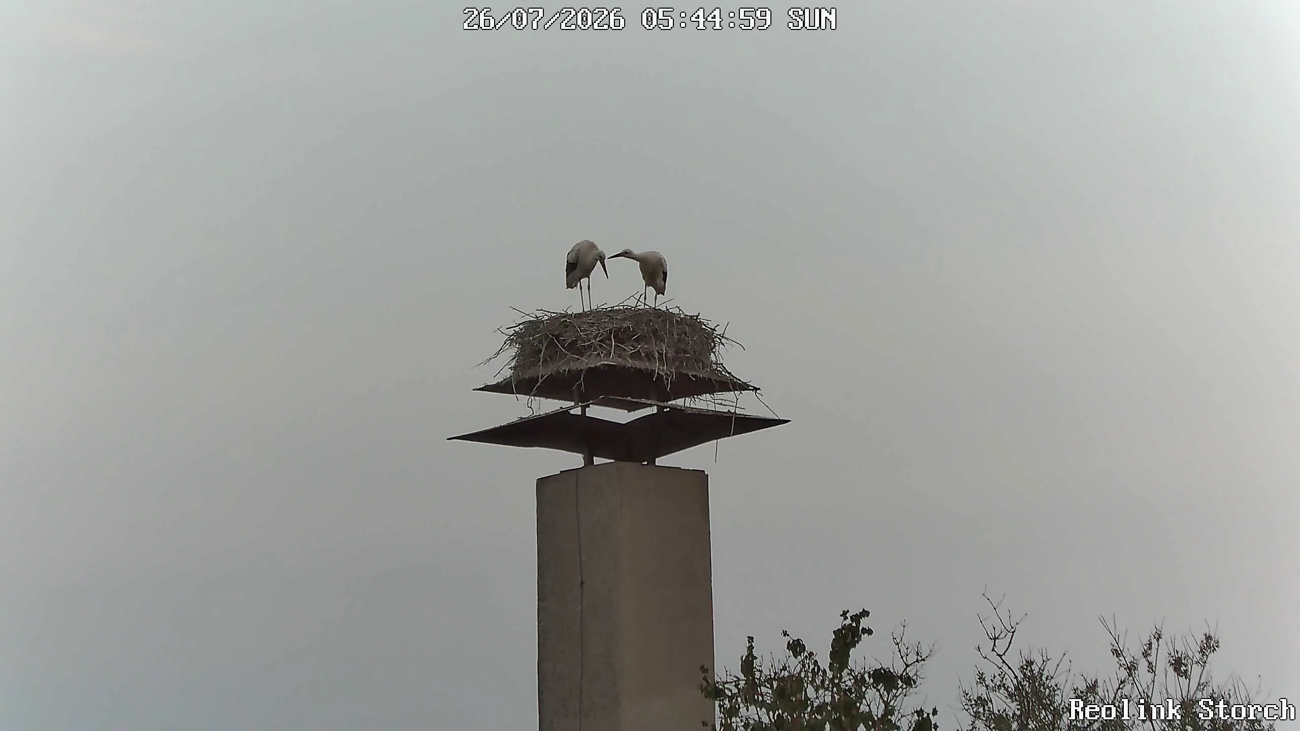 Storchencam Bild