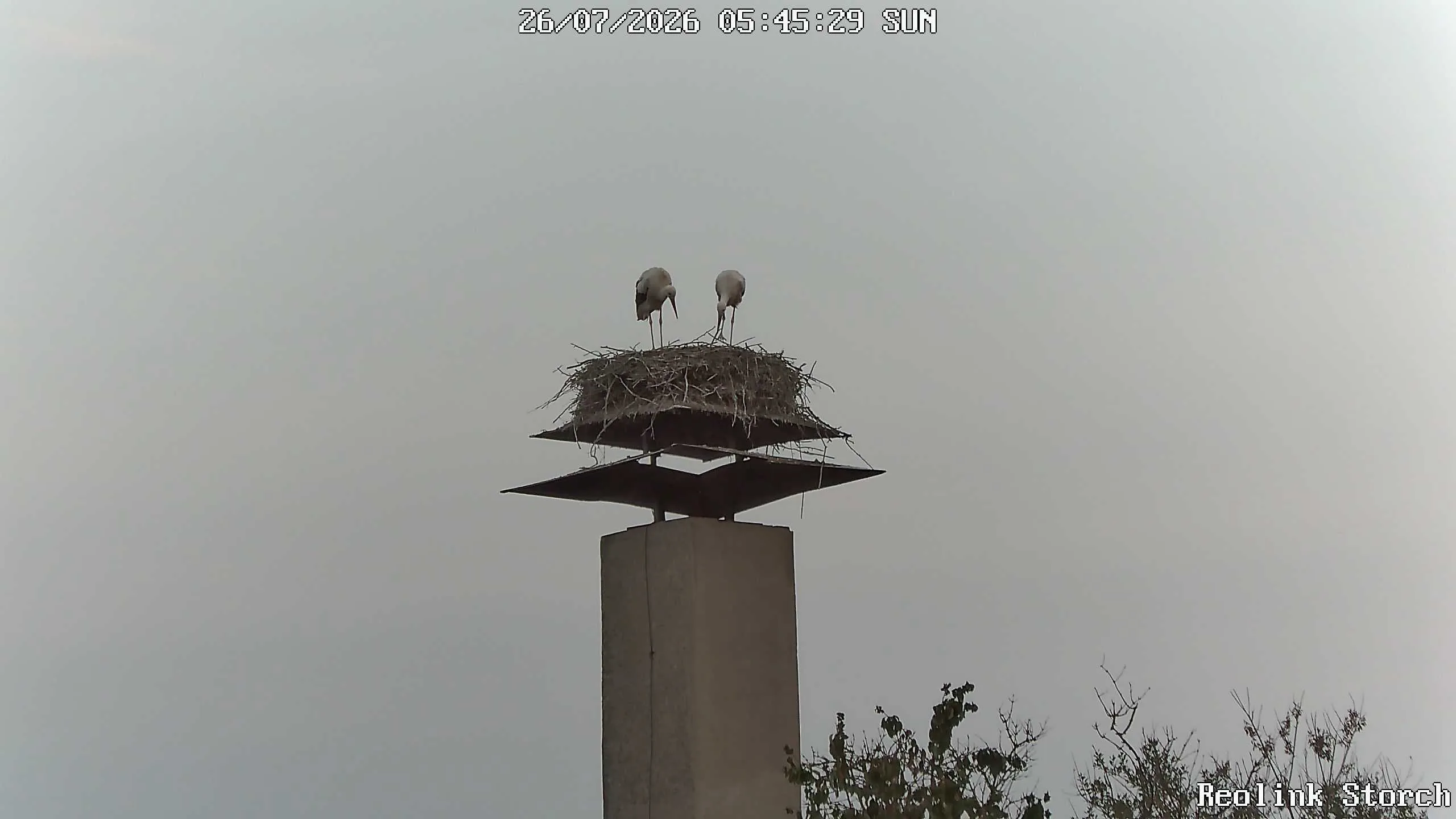 Storchencam Bild