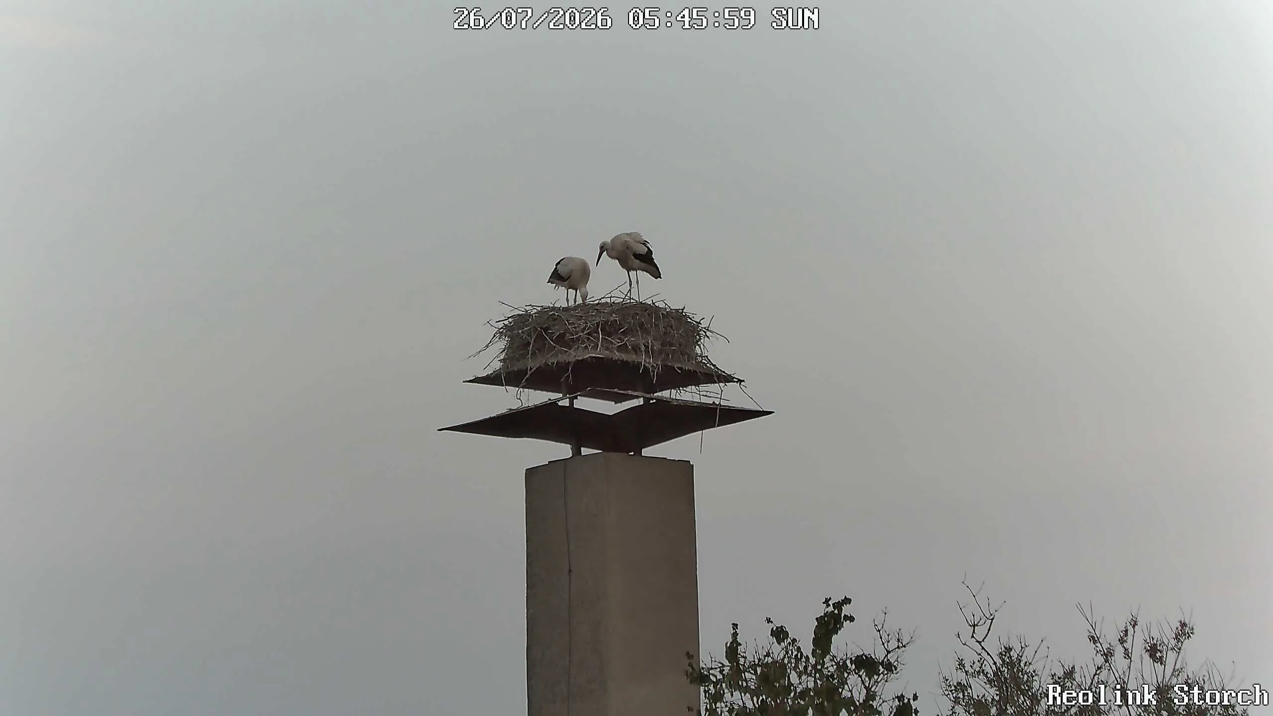 Storchencam Bild