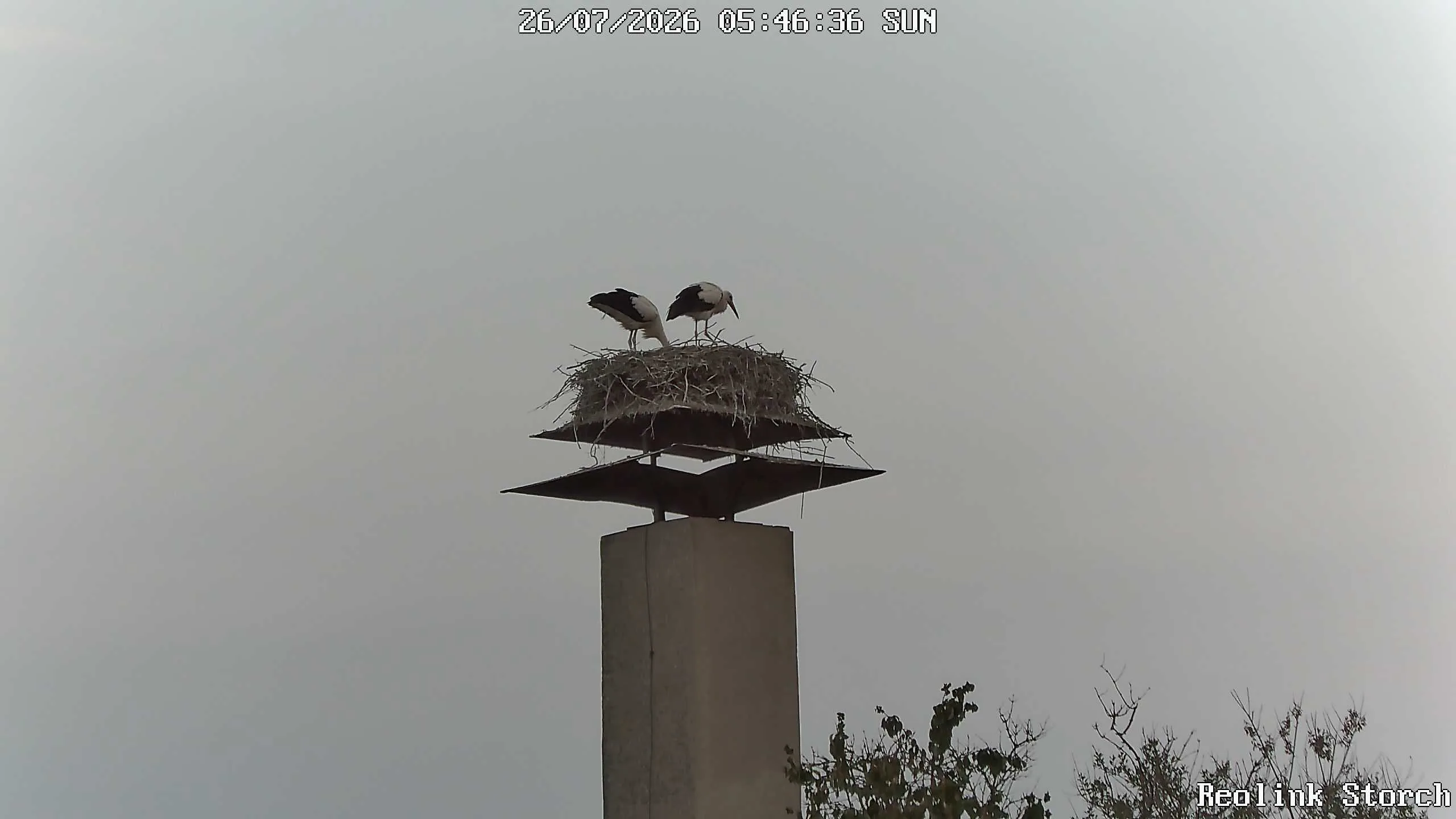 Storchencam Bild