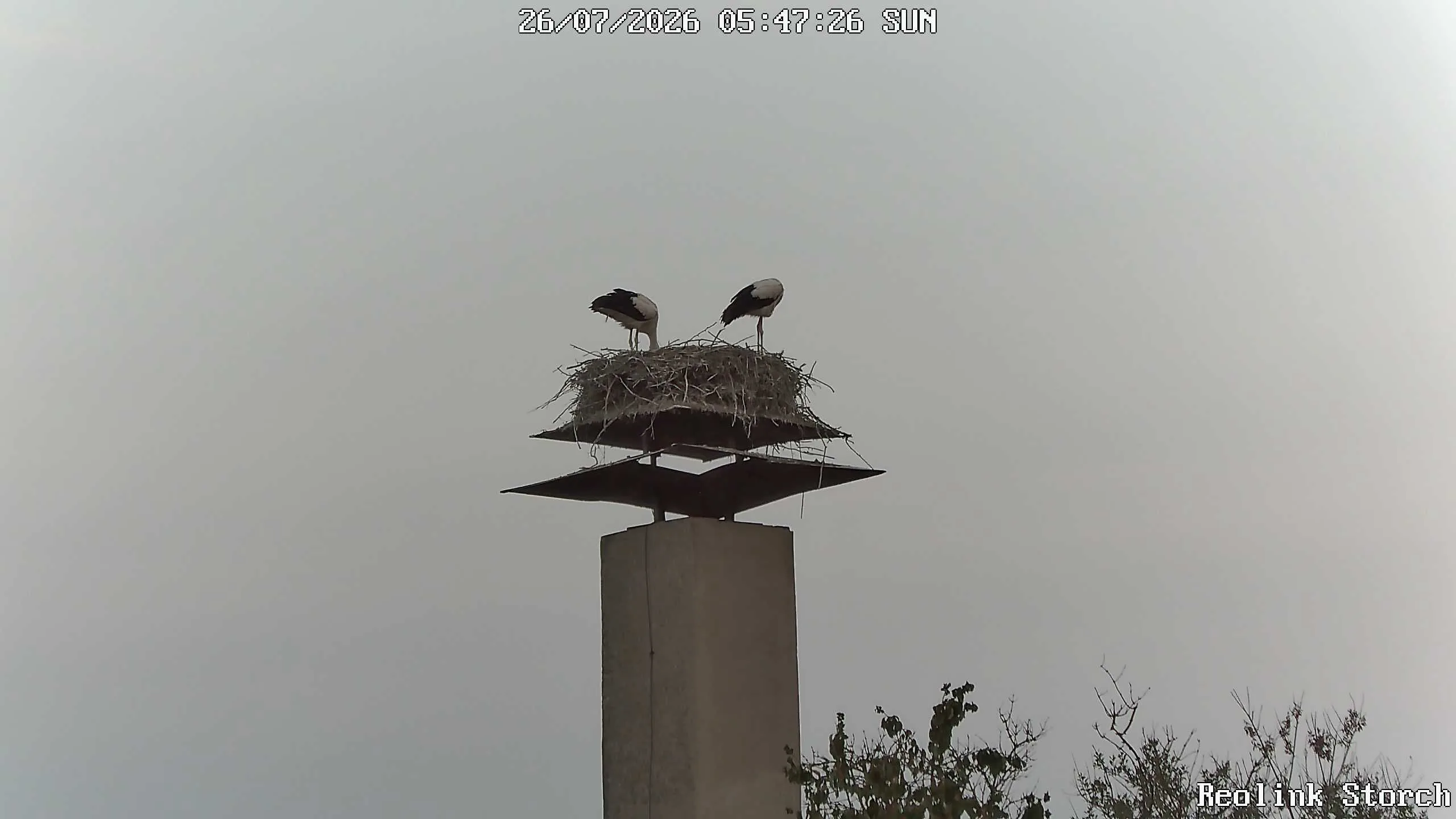 Storchencam Bild