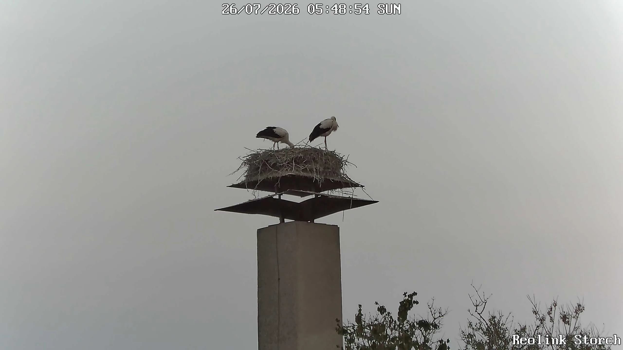 Storchencam Bild
