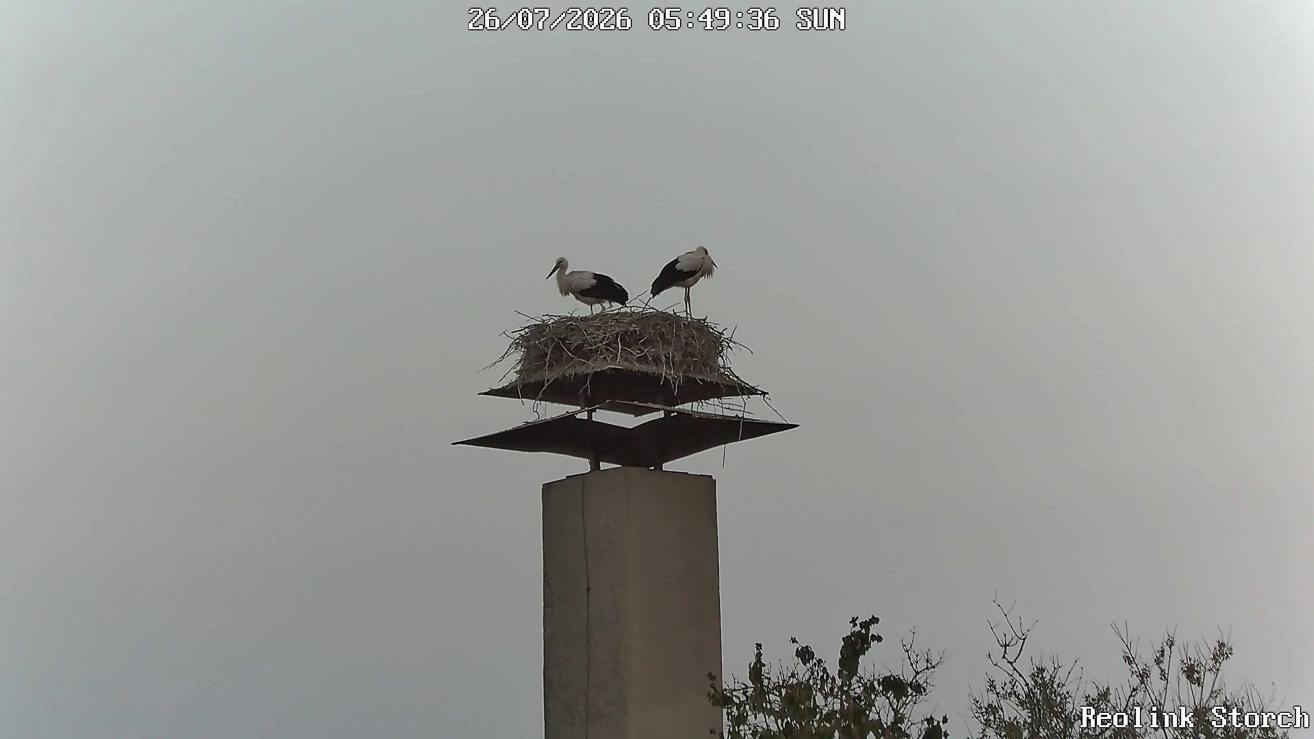 Storchencam Bild
