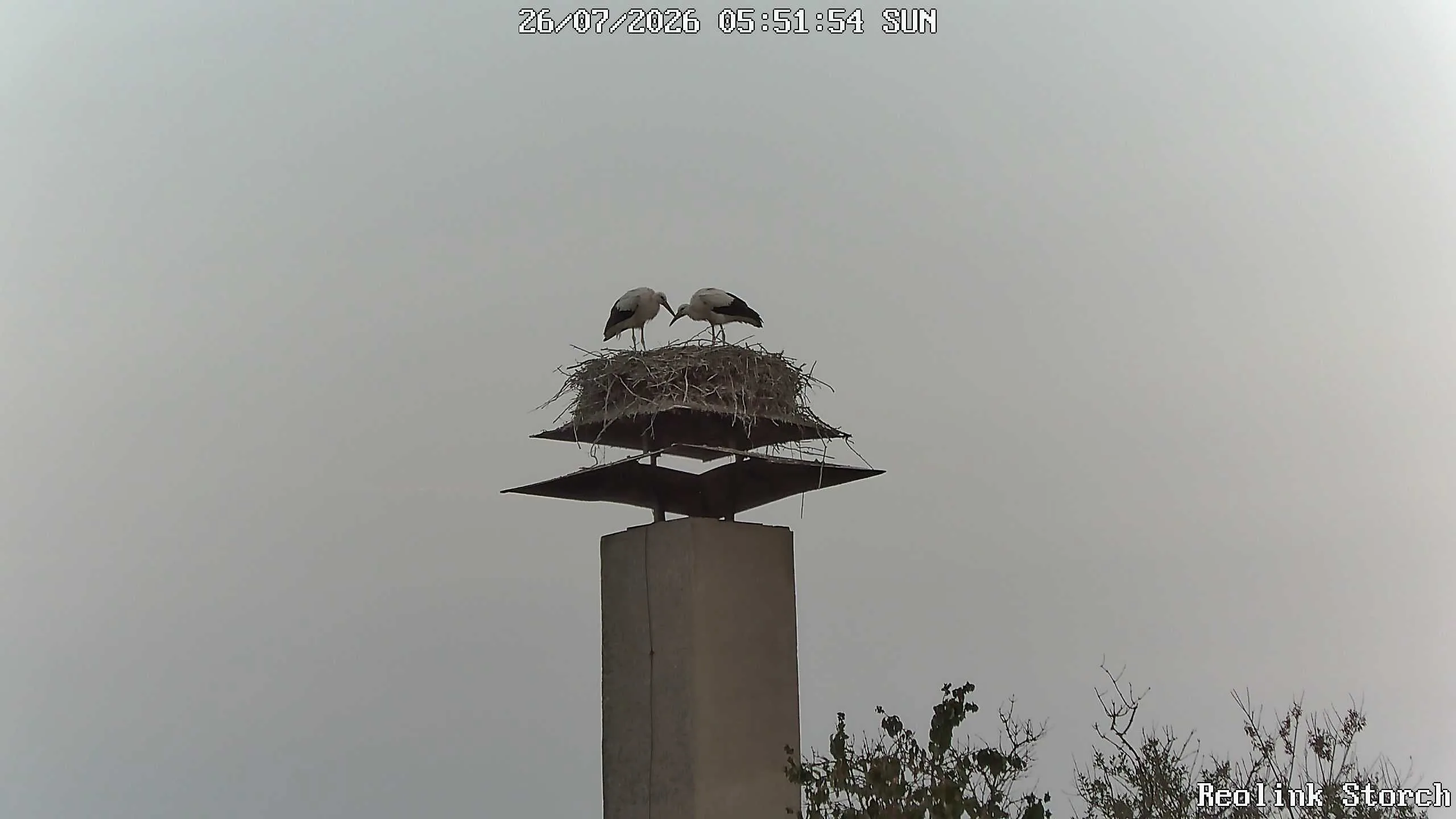 Storchencam Bild