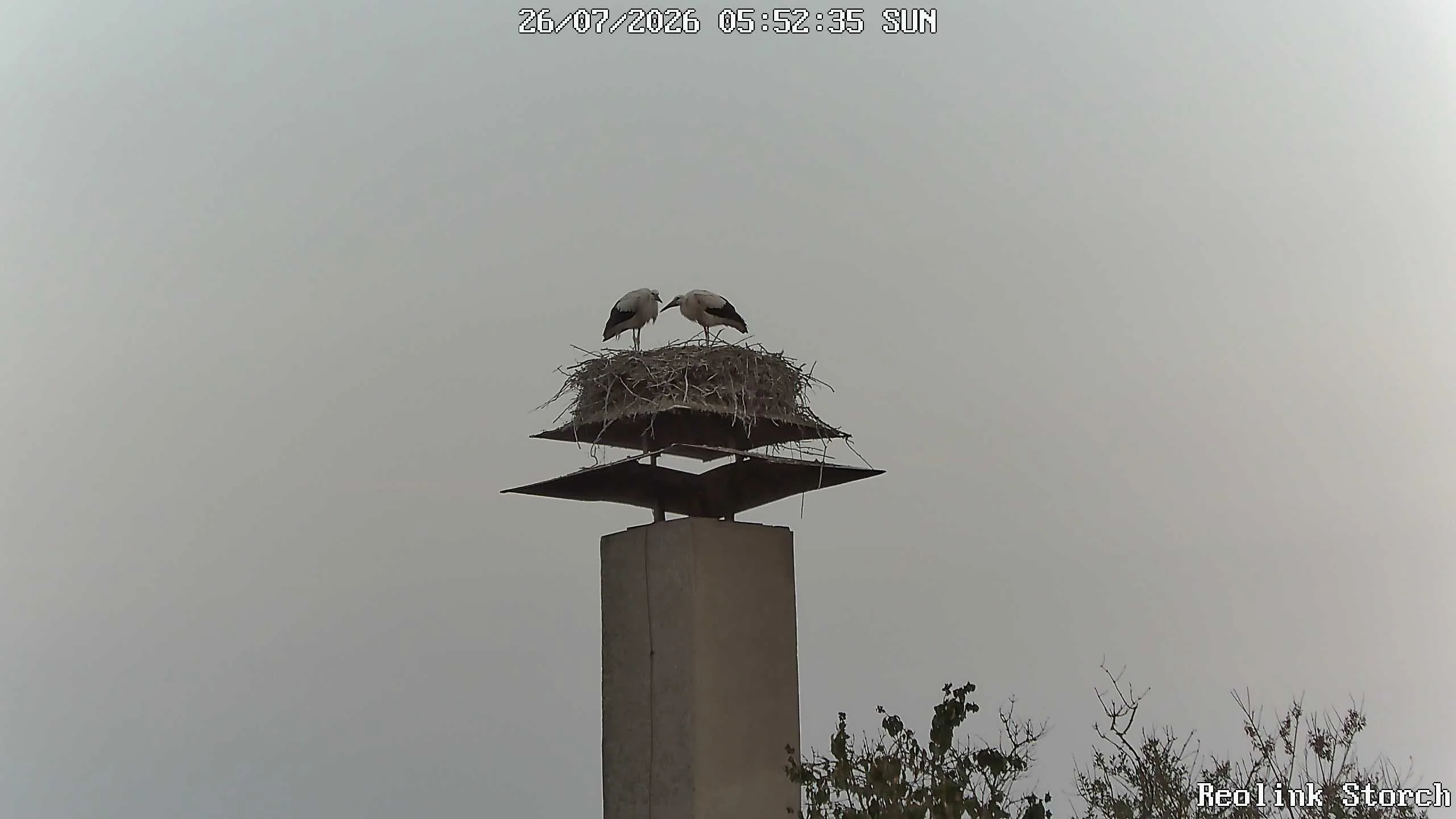 Storchencam Bild