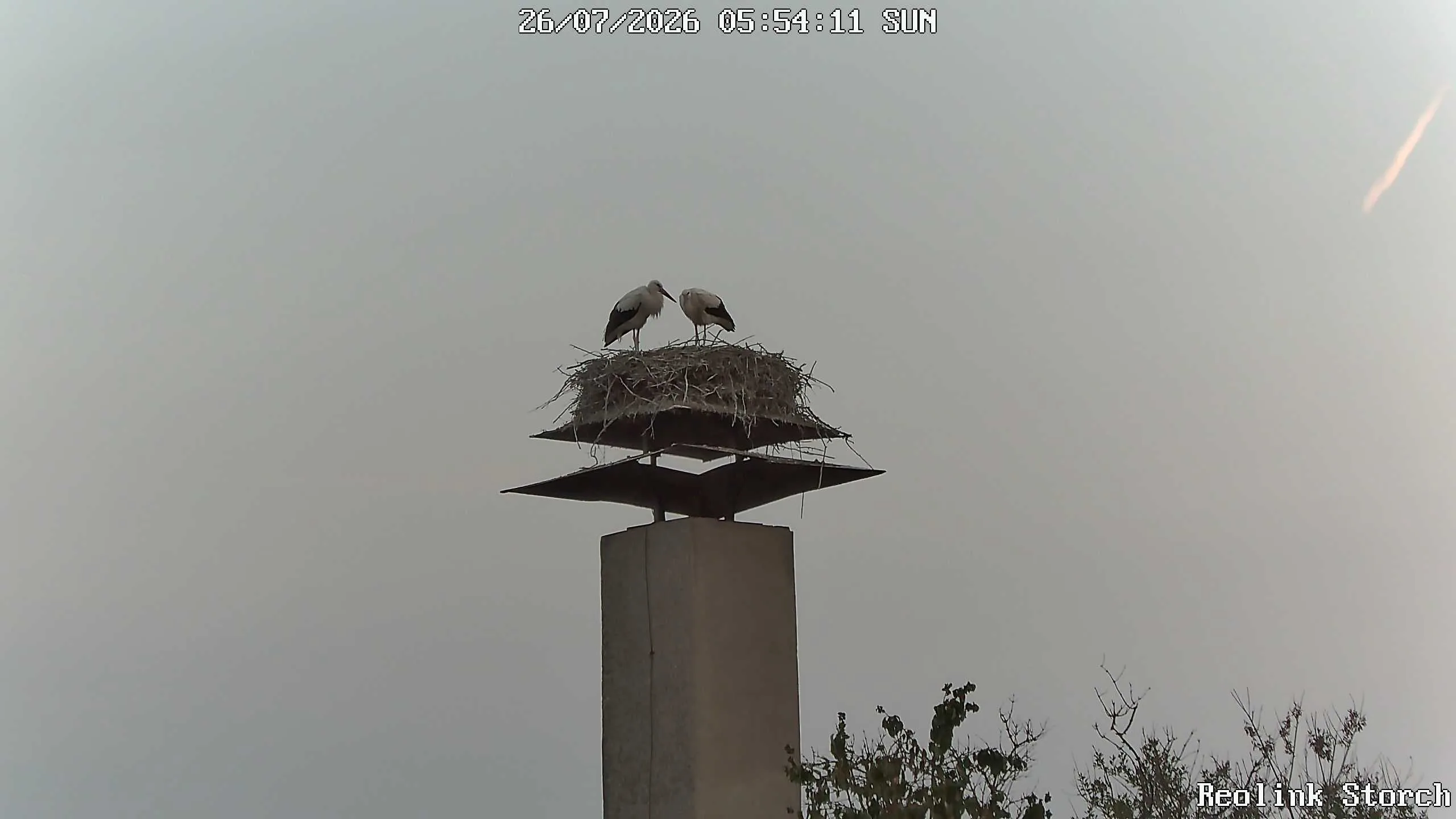 Storchencam Bild