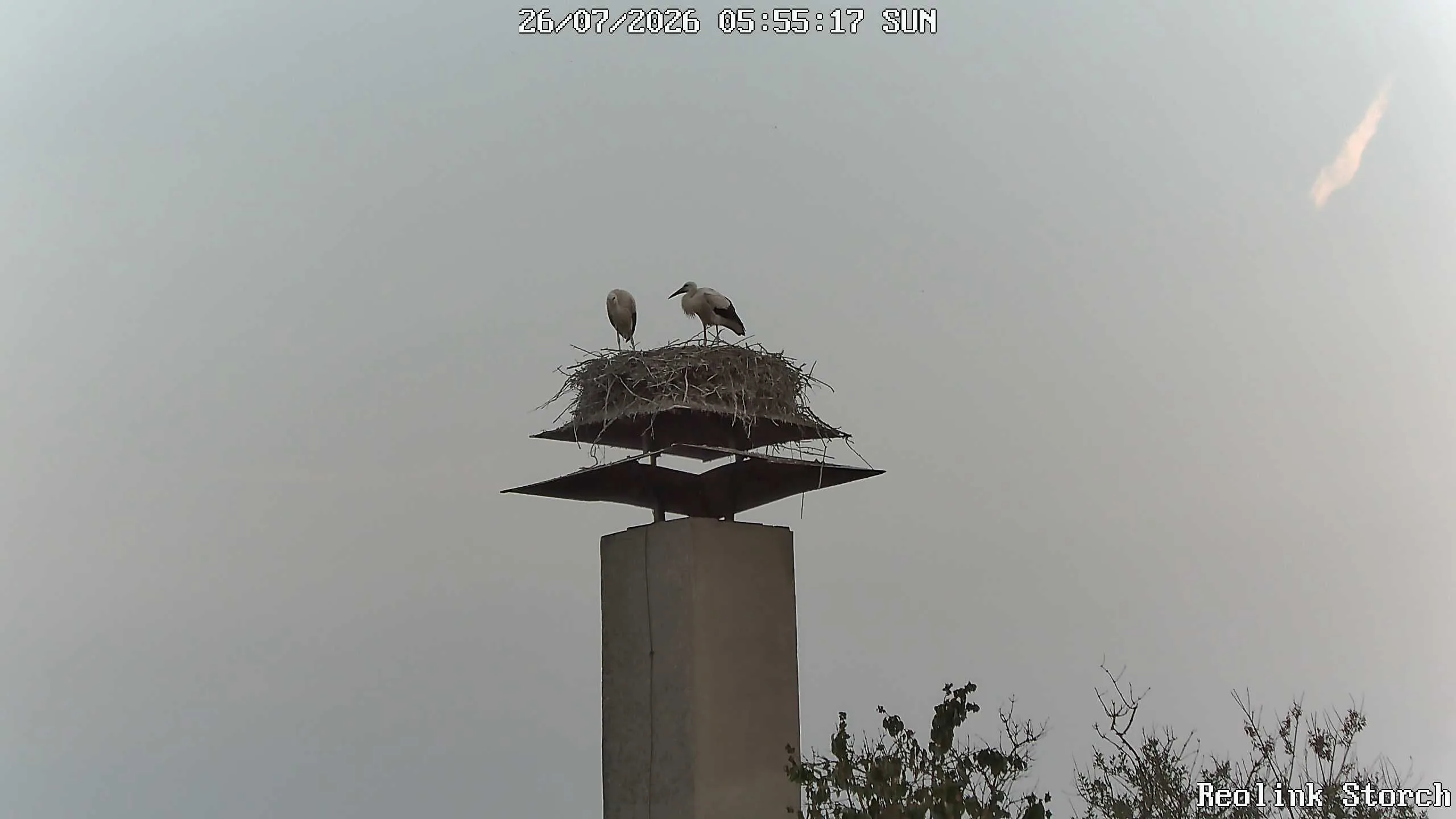 Storchencam Bild