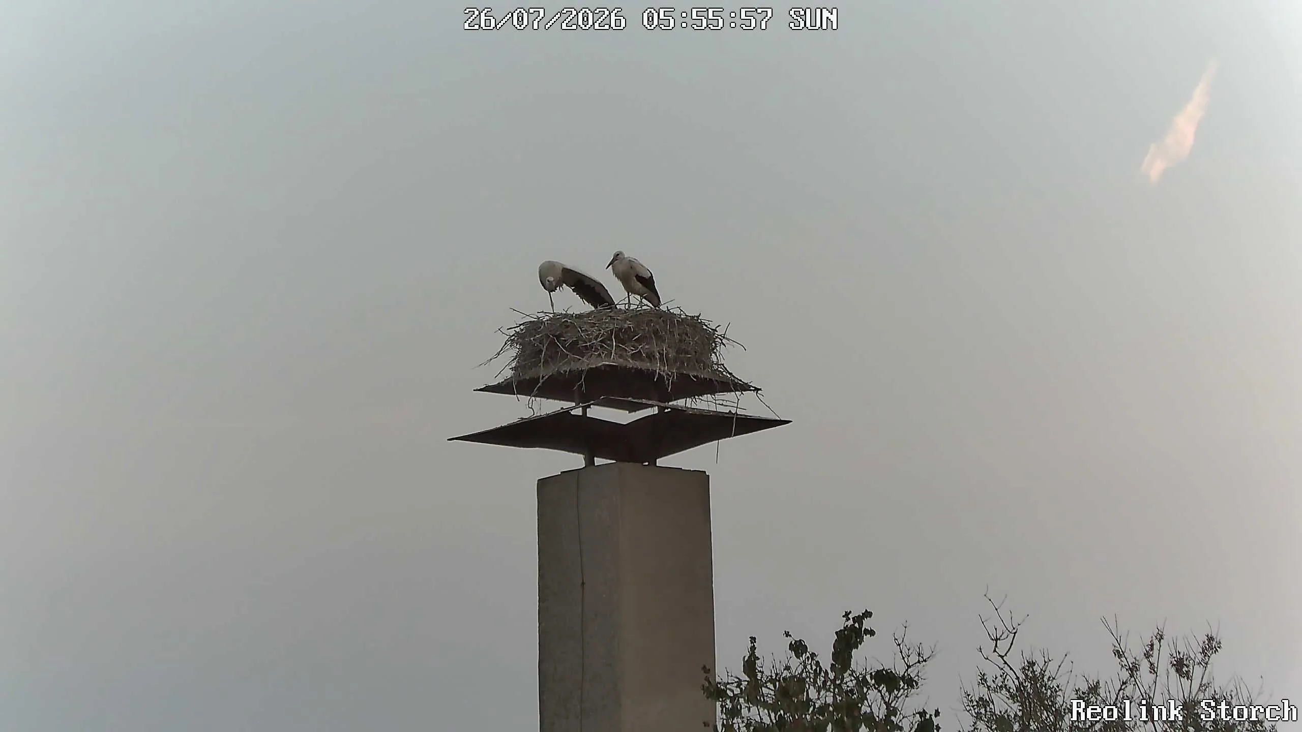 Storchencam Bild