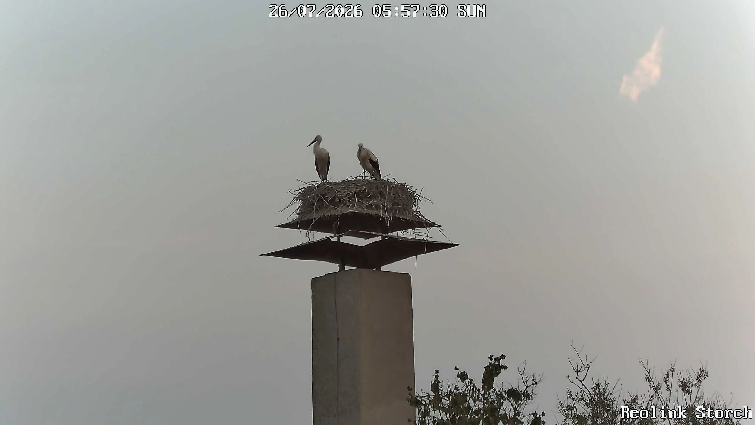 Storchencam Bild