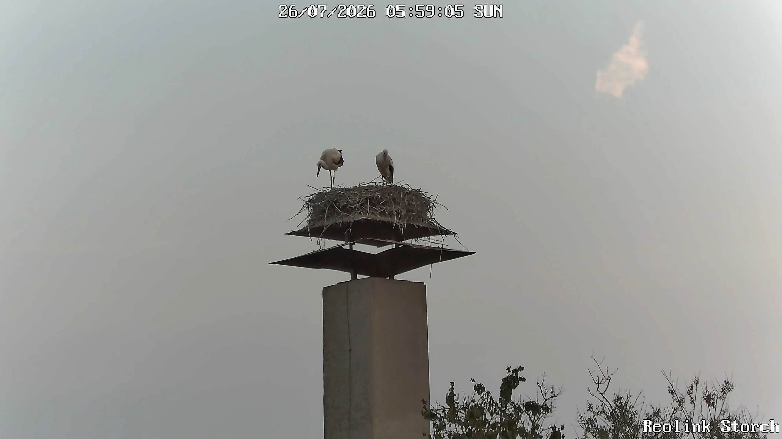 Storchencam Bild