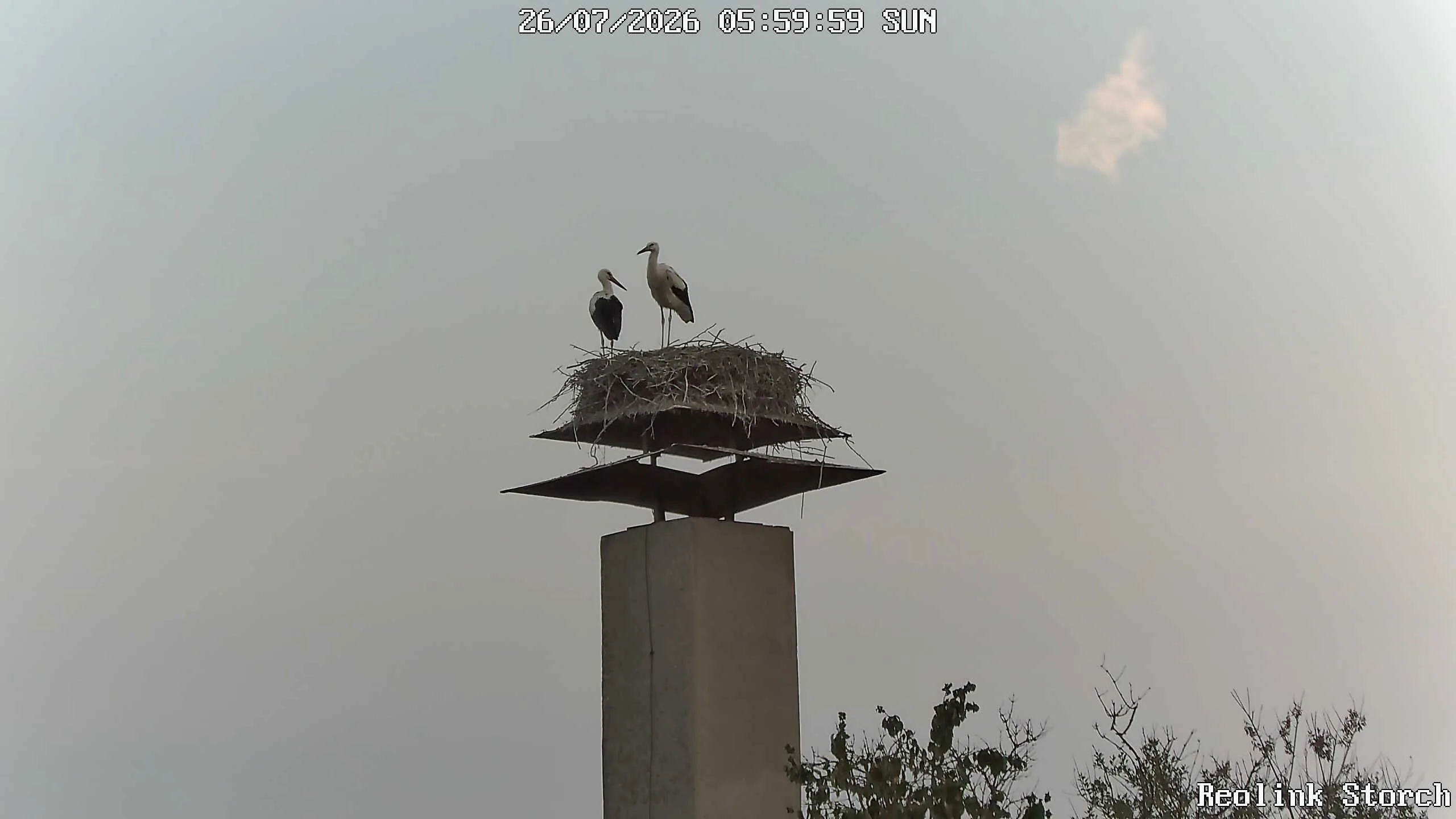 Storchencam Bild