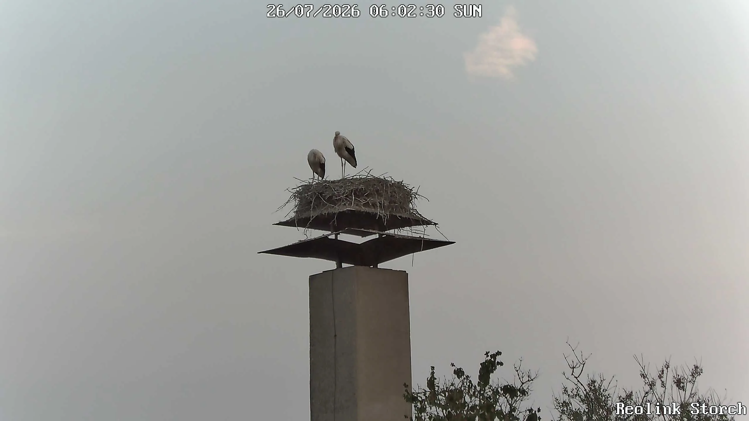 Storchencam Bild