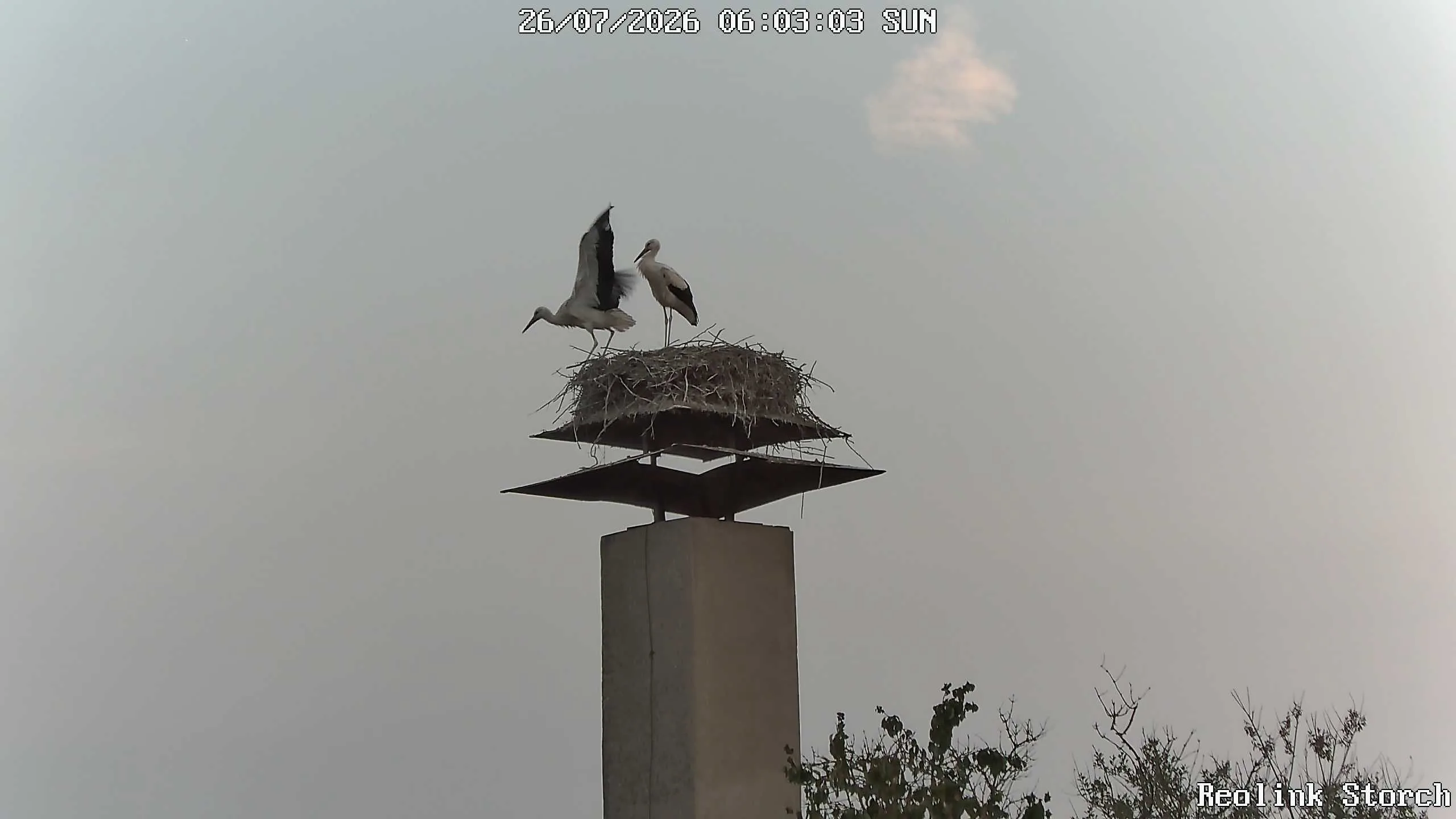 Storchencam Bild
