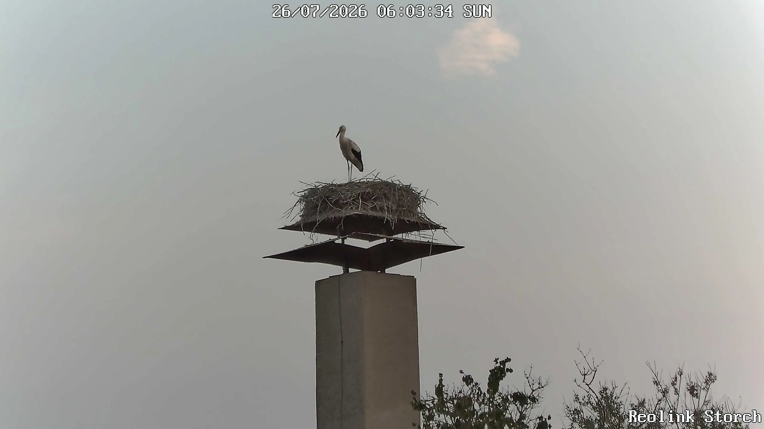 Storchencam Bild