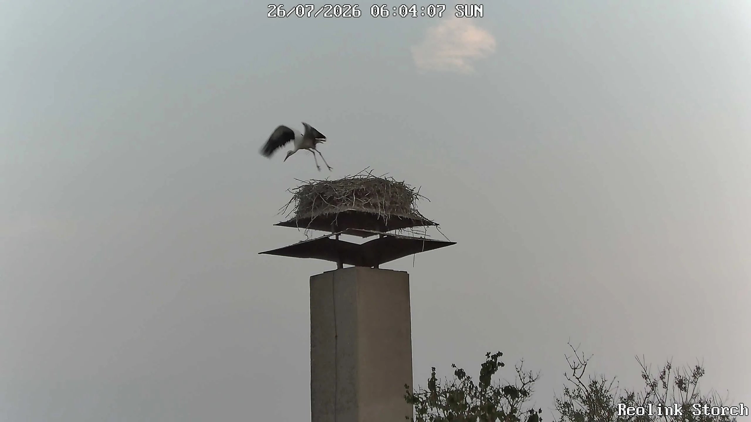 Storchencam Bild