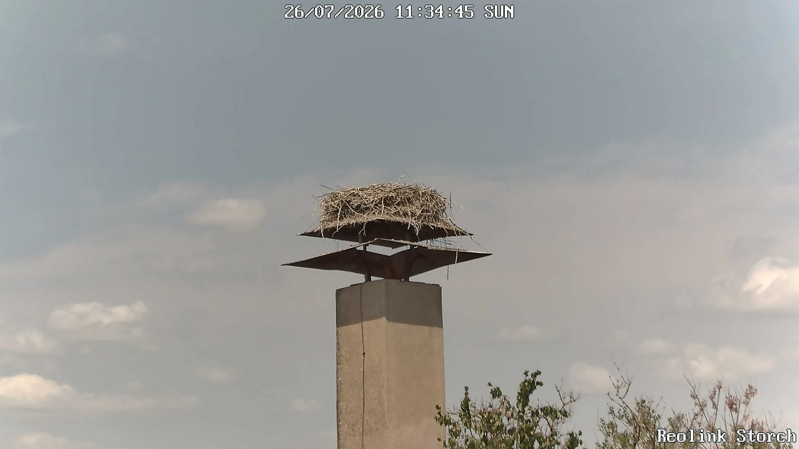Storchencam Bild