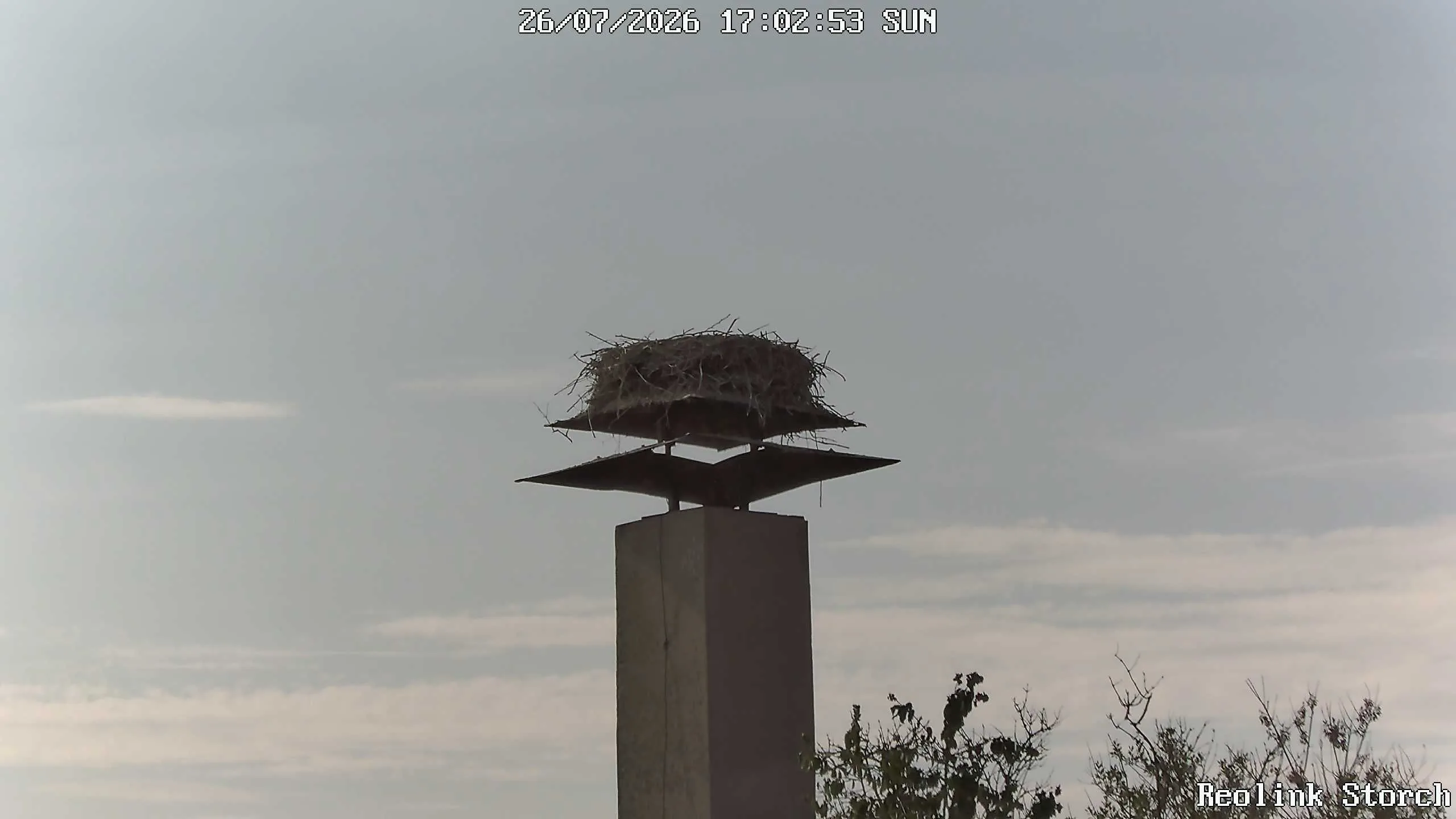 Storchencam Bild