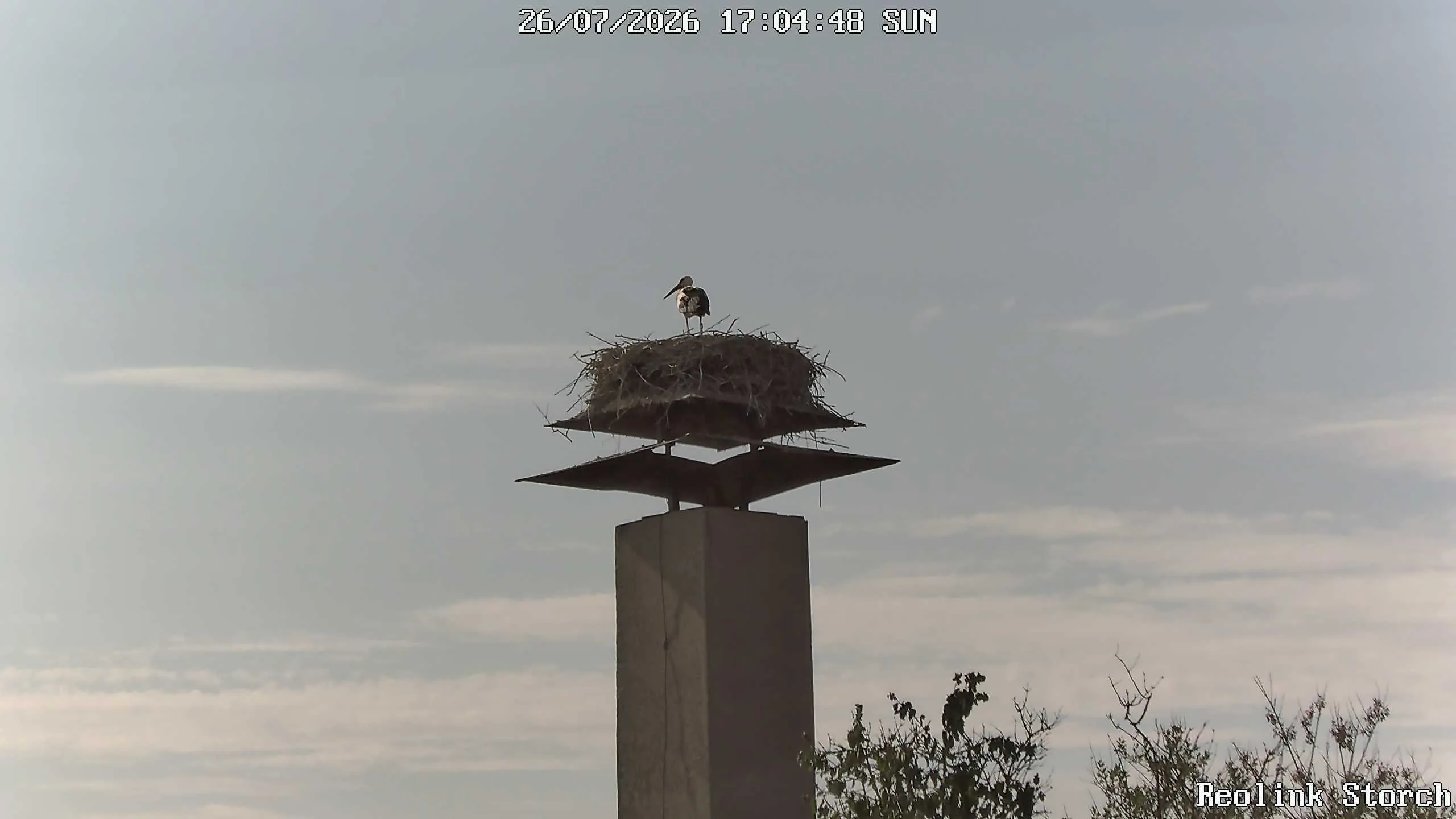 Storchencam Bild
