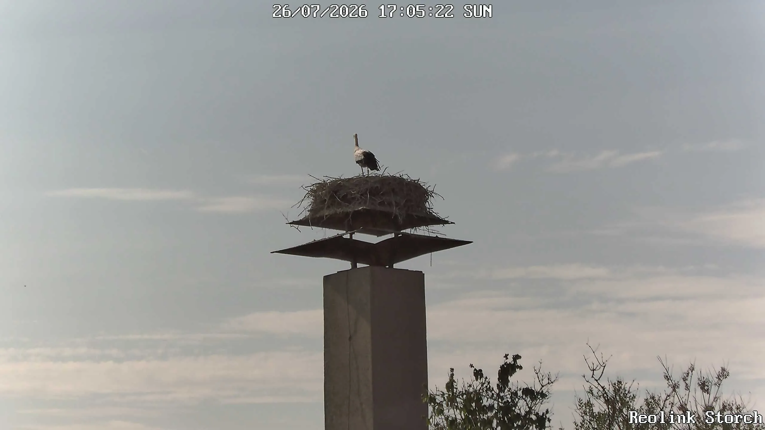 Storchencam Bild