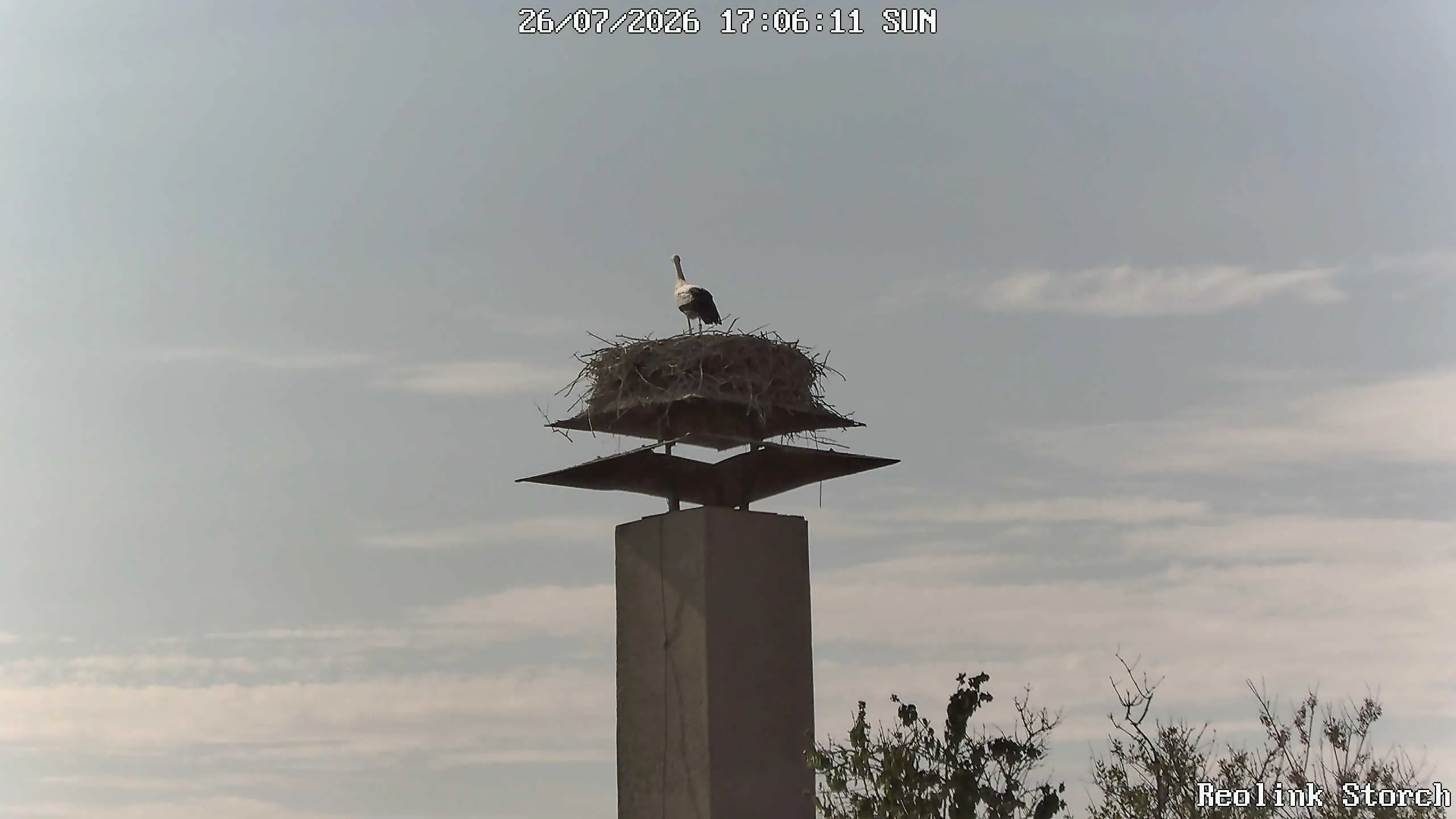 Storchencam Bild