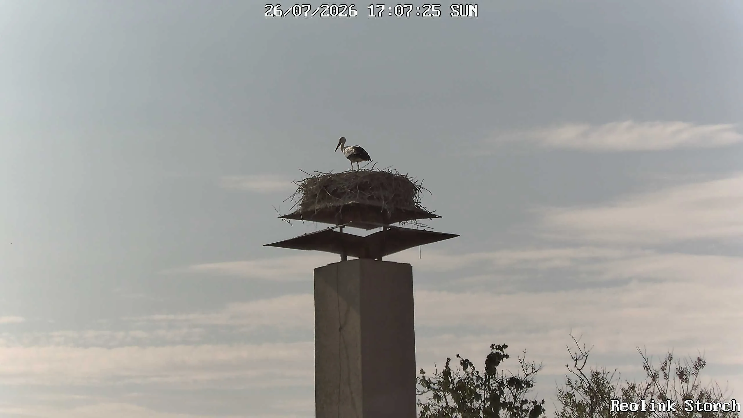 Storchencam Bild