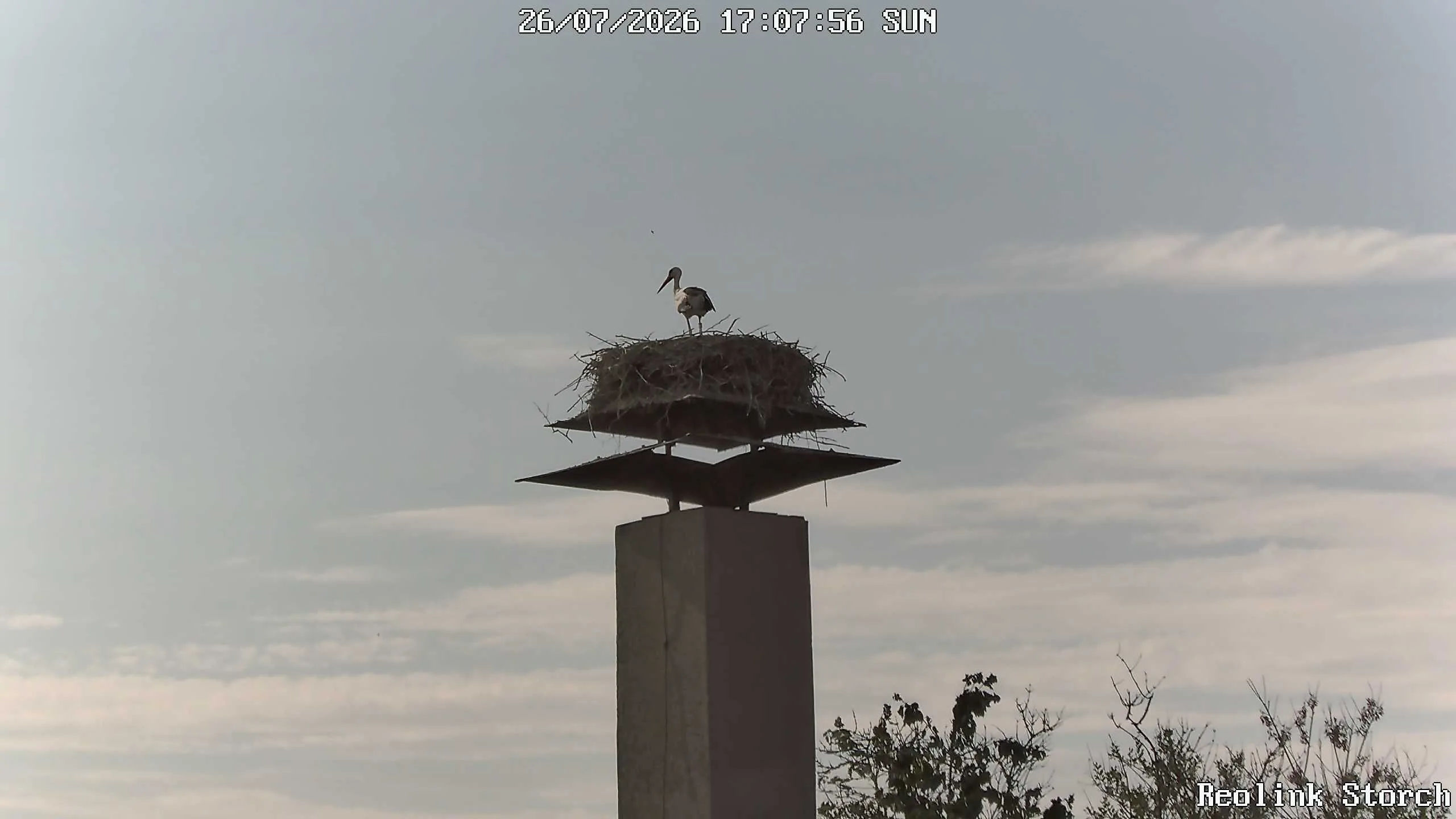 Storchencam Bild