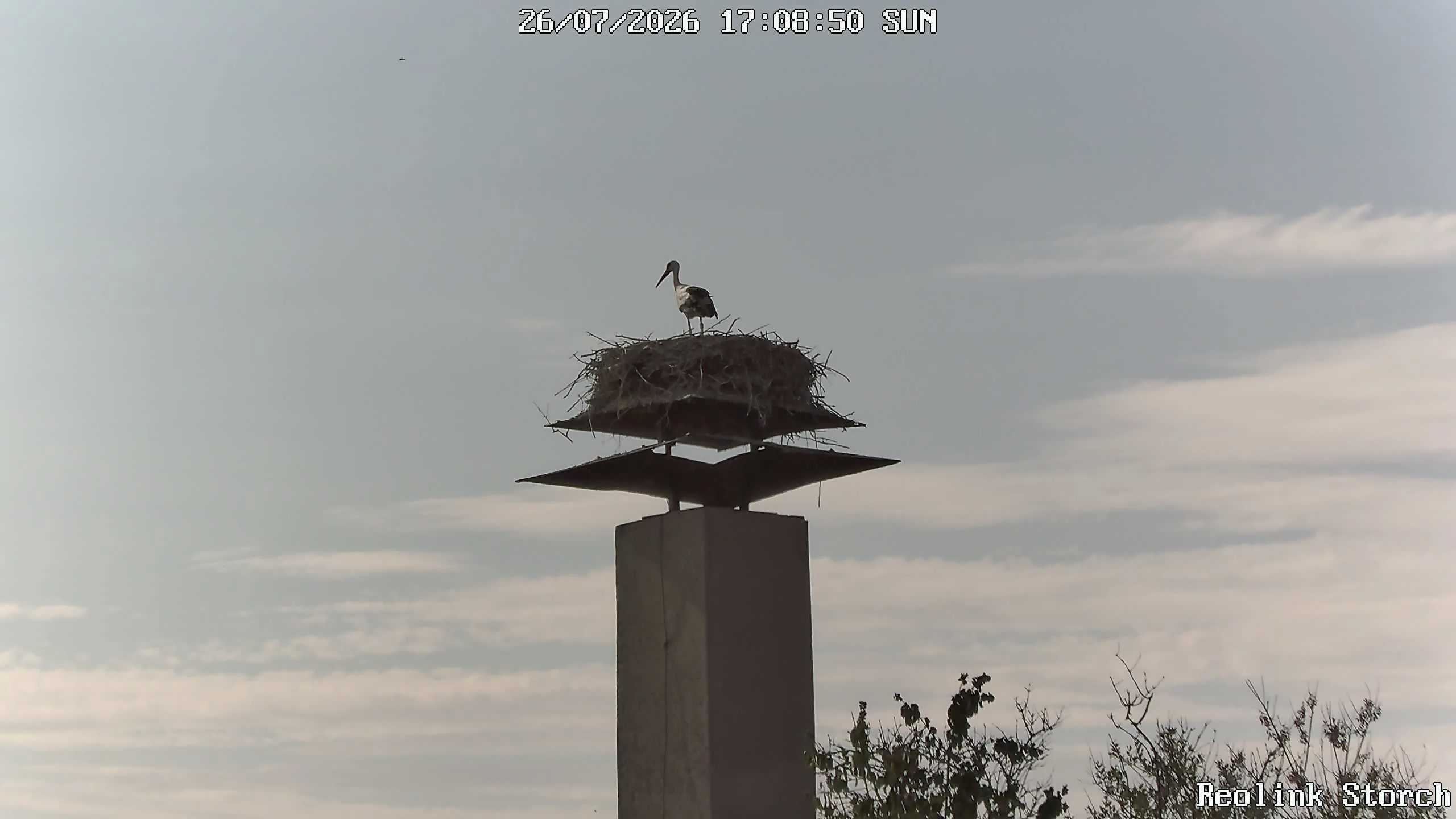 Storchencam Bild