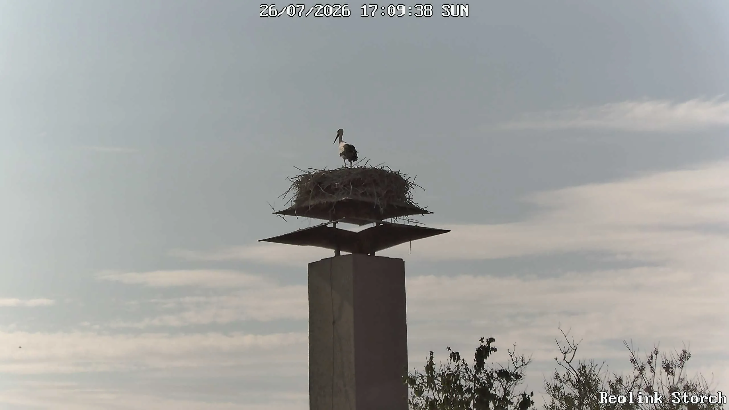 Storchencam Bild