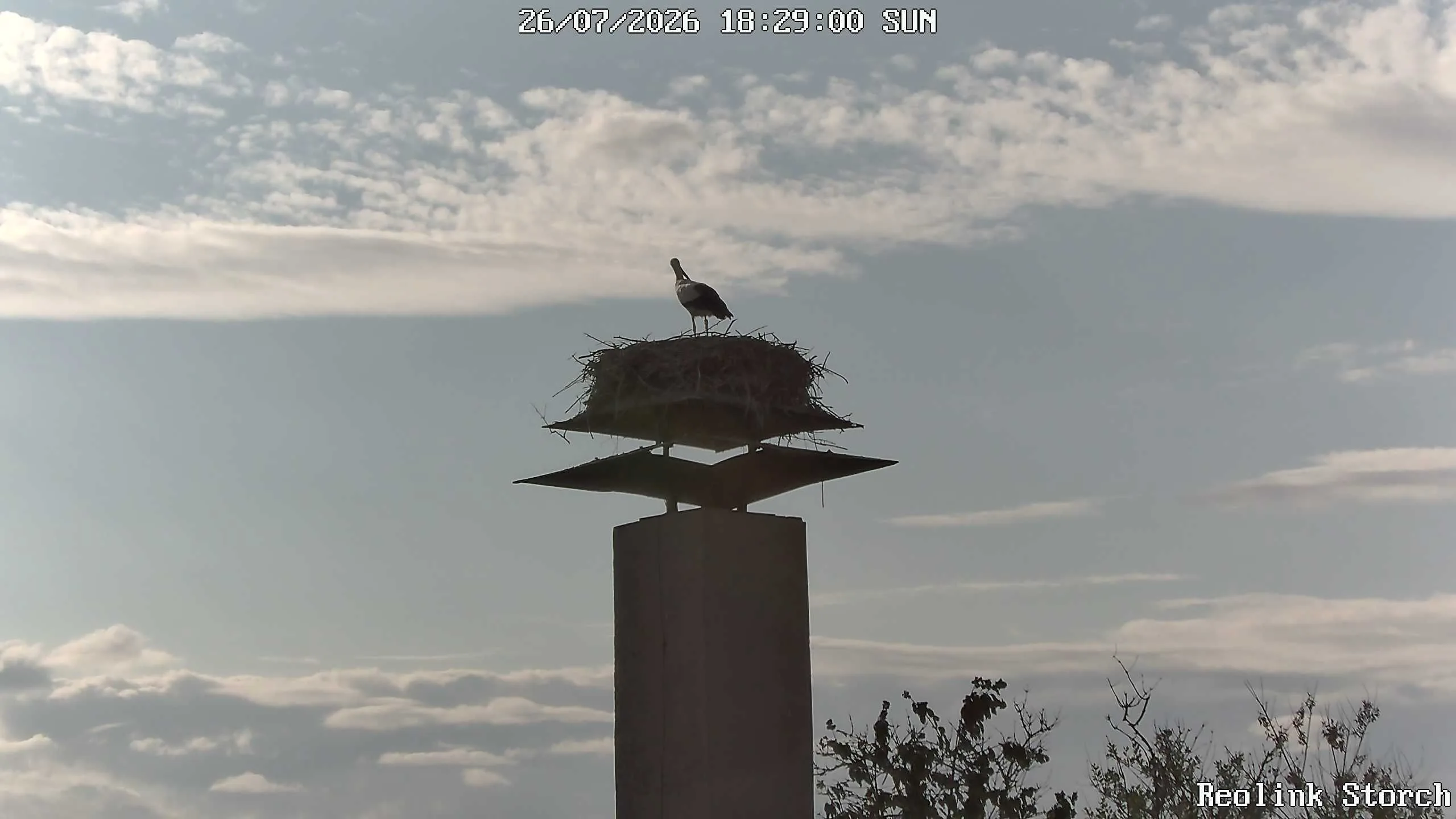Storchencam Bild