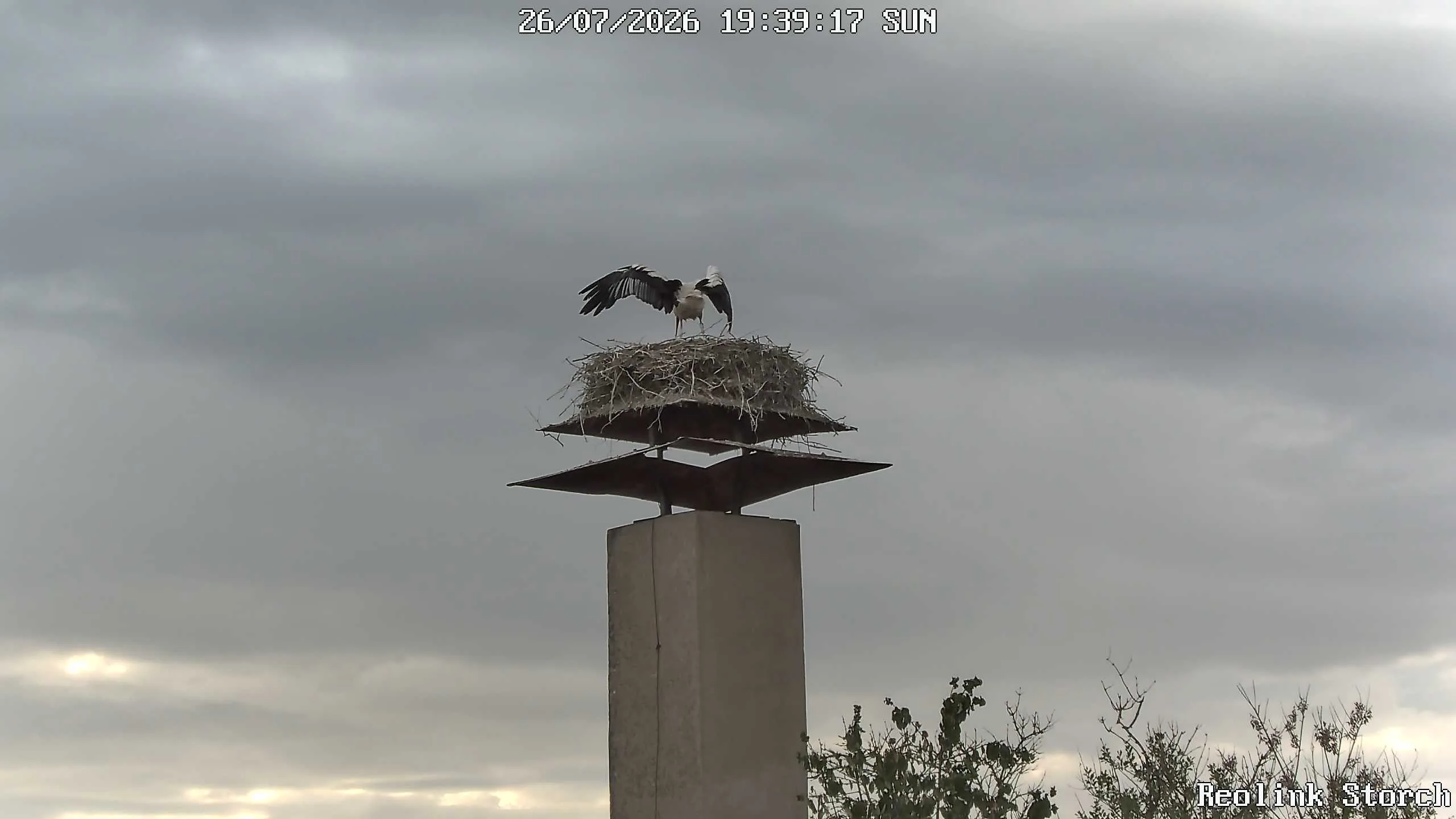 Storchencam Bild