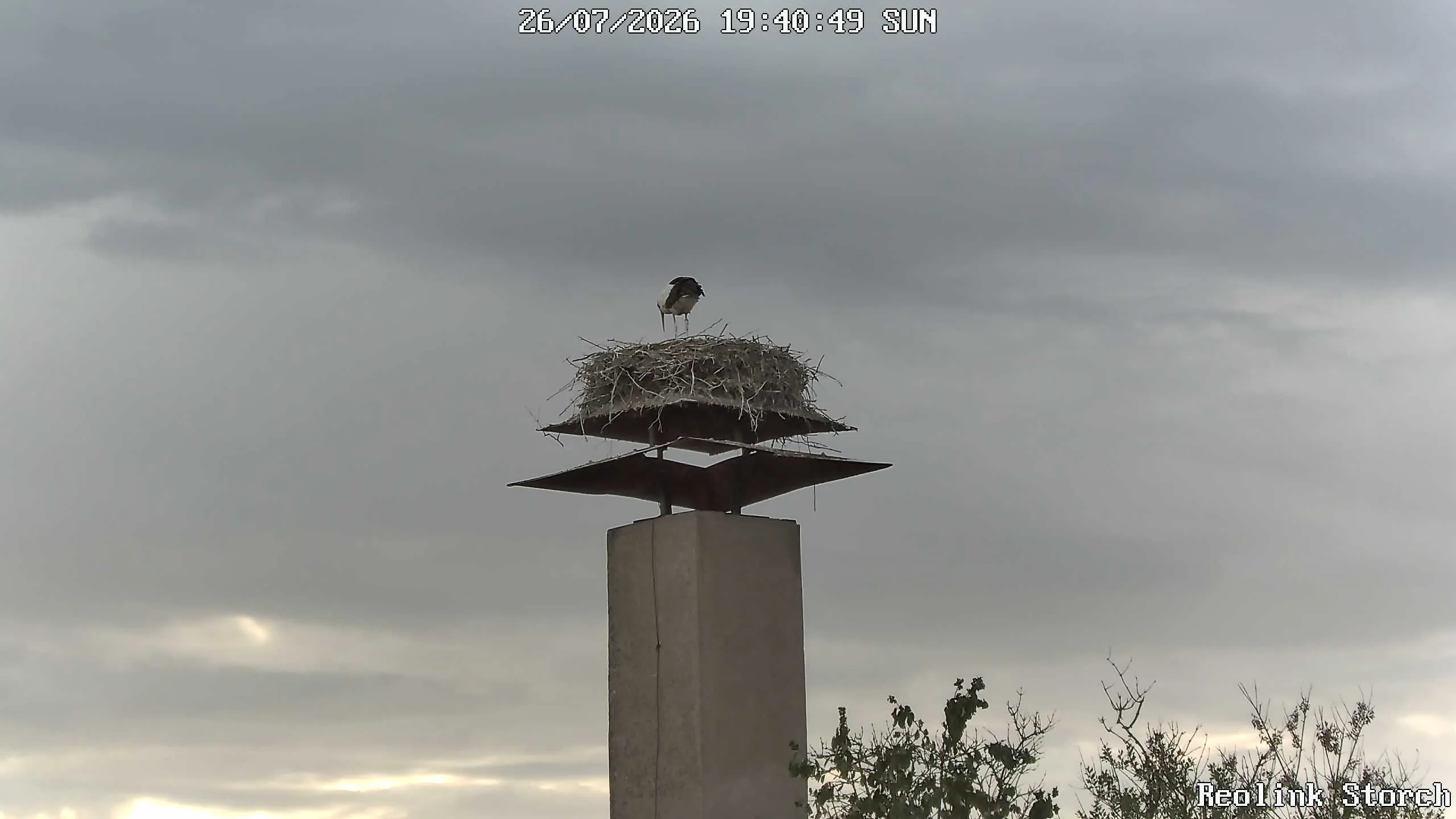Storchencam Bild