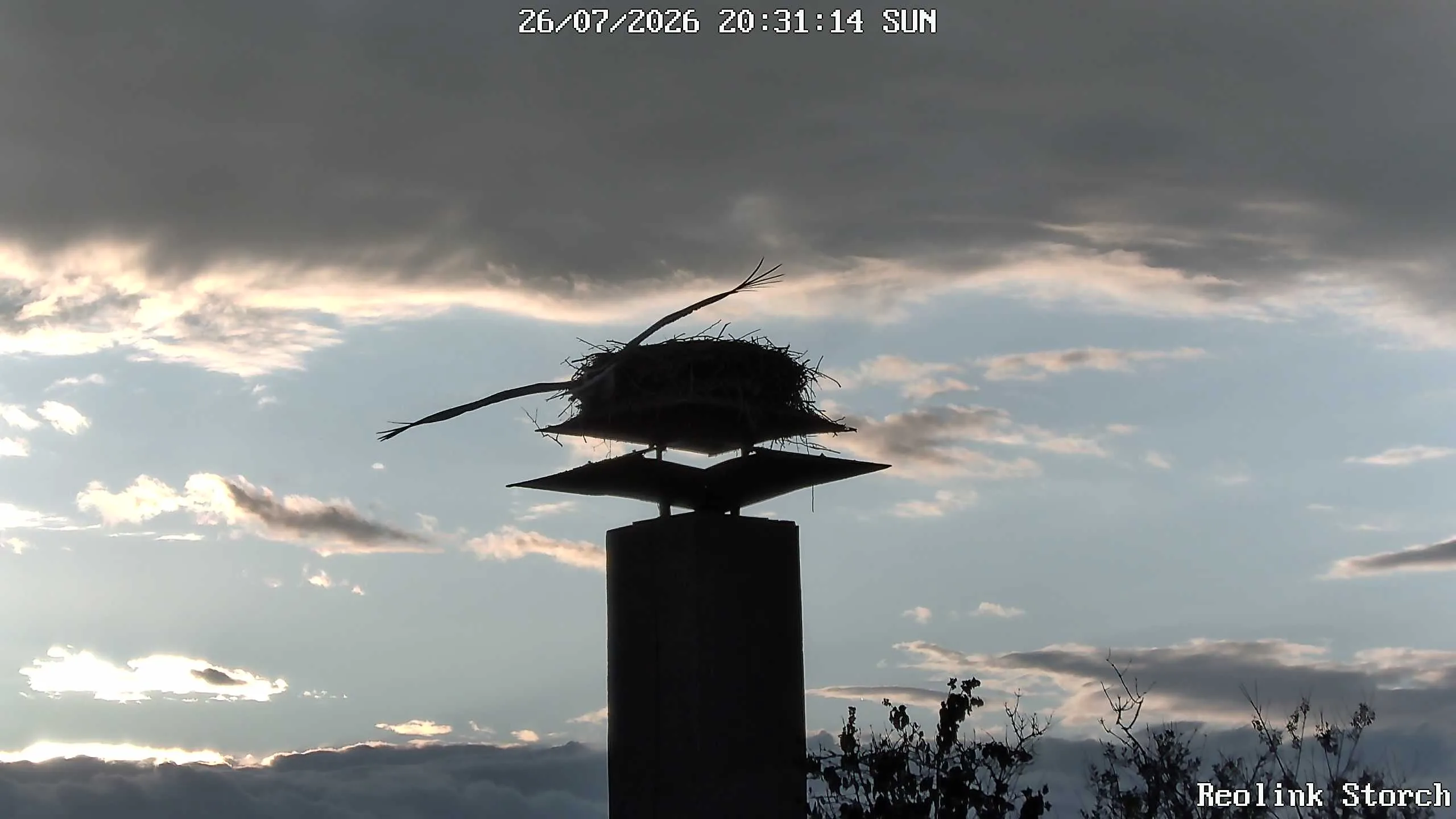 Storchencam Bild