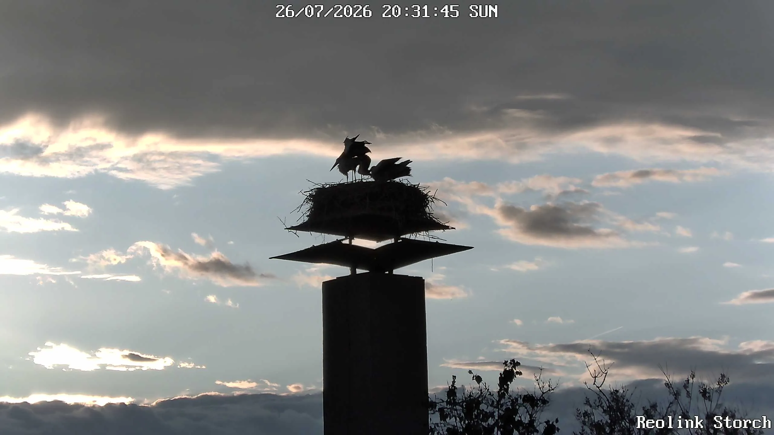 Storchencam Bild
