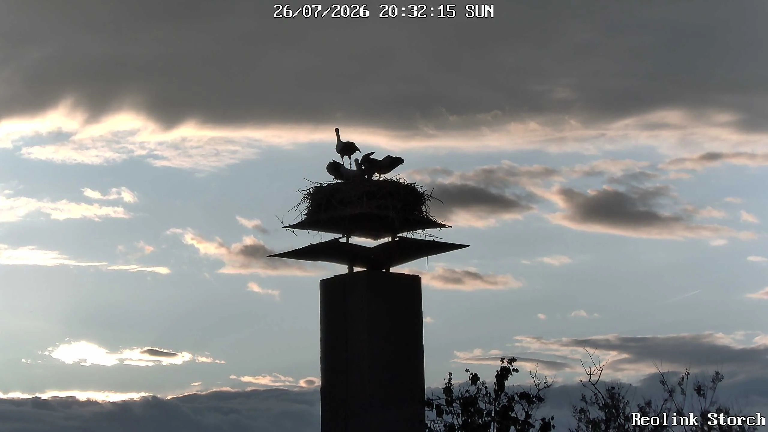 Storchencam Bild