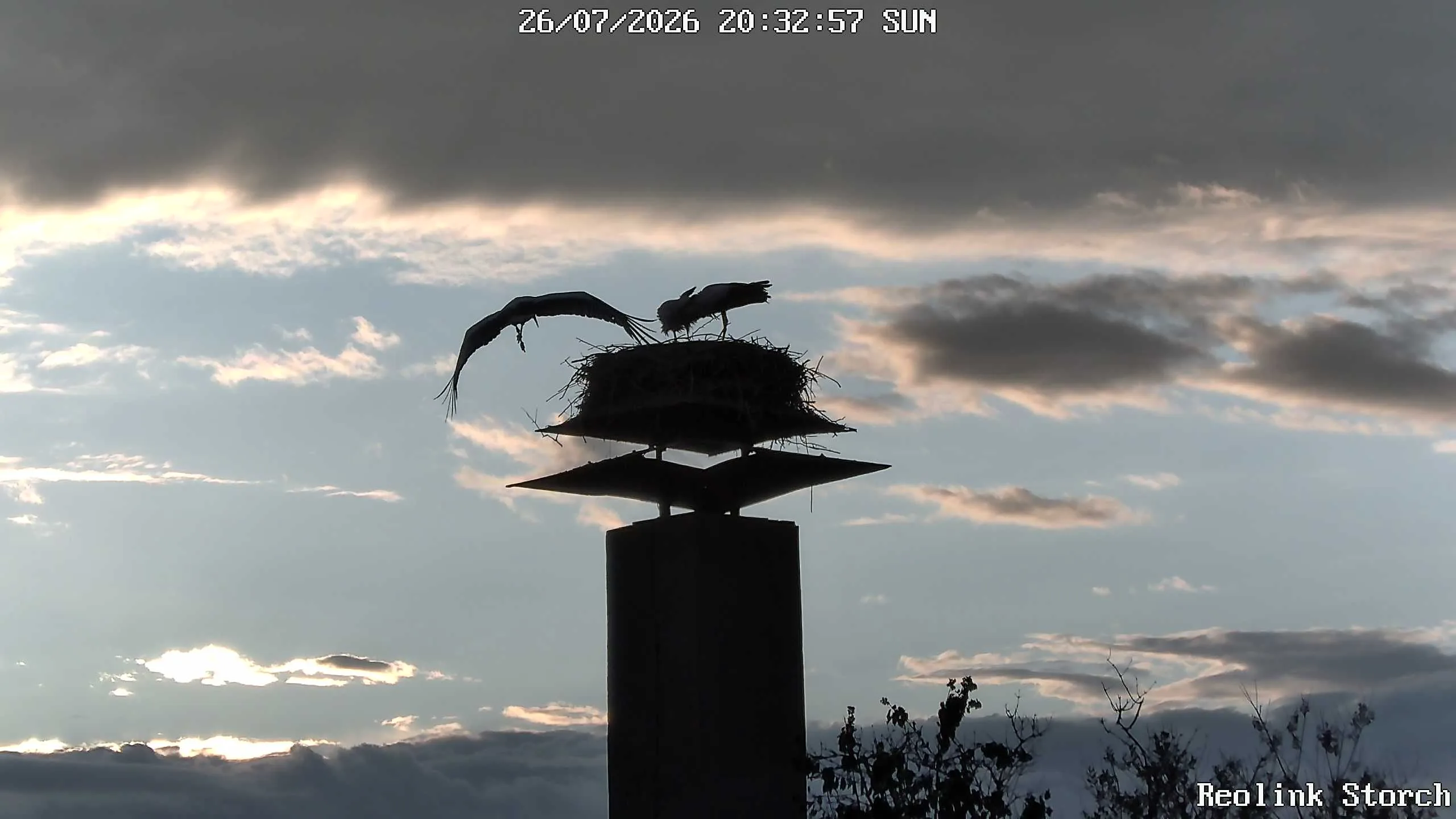 Storchencam Bild