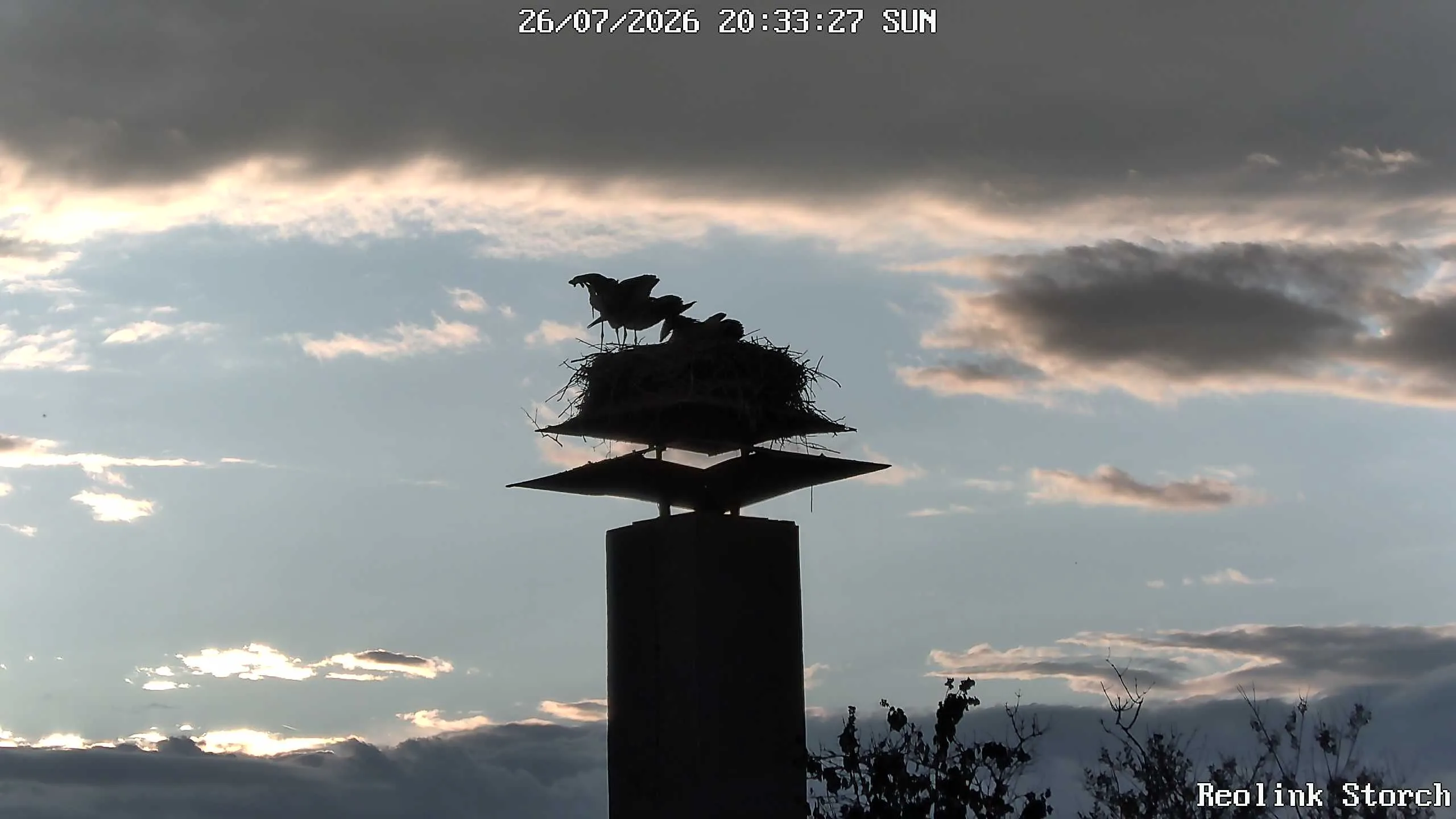 Storchencam Bild