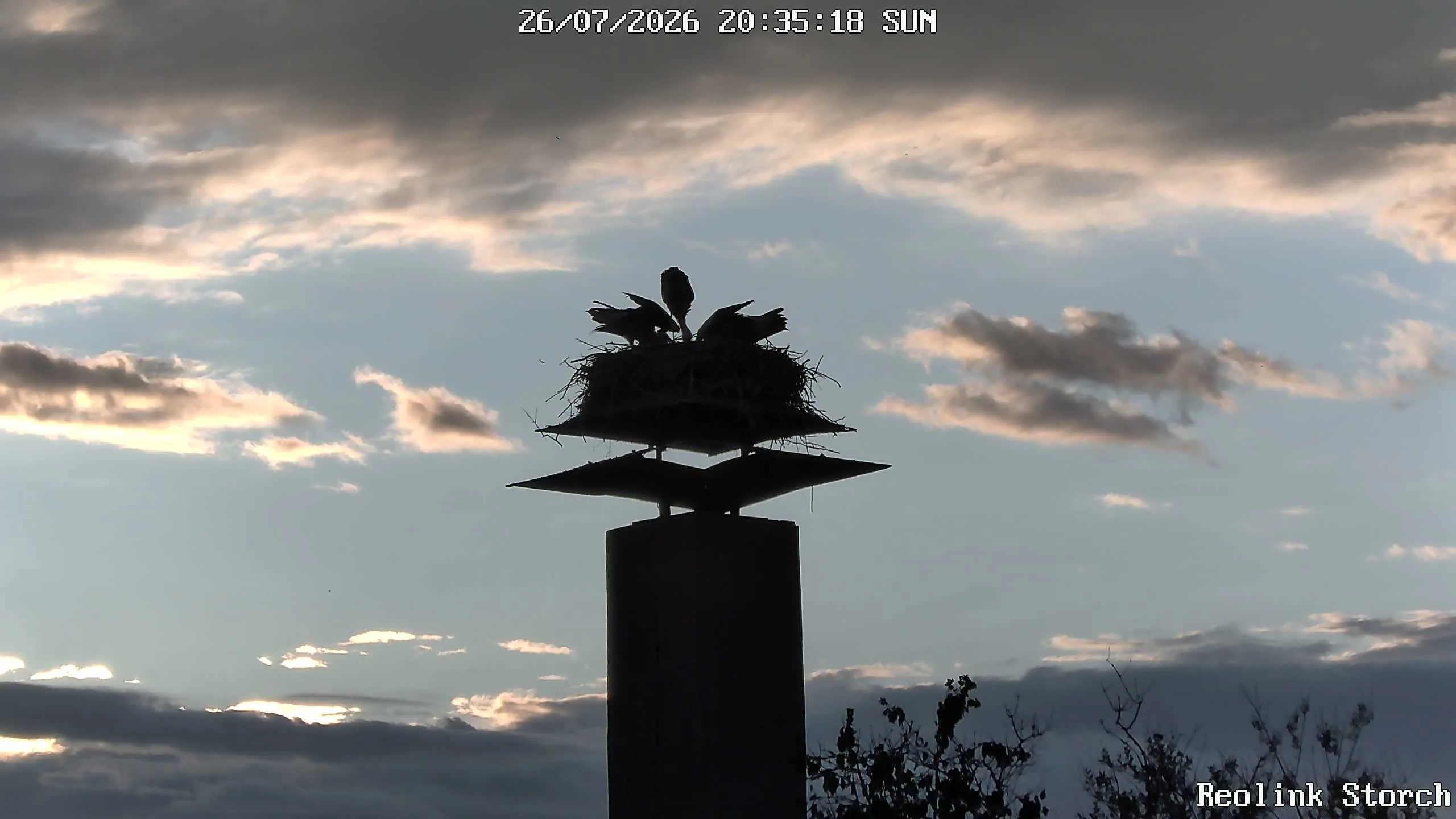 Storchencam Bild